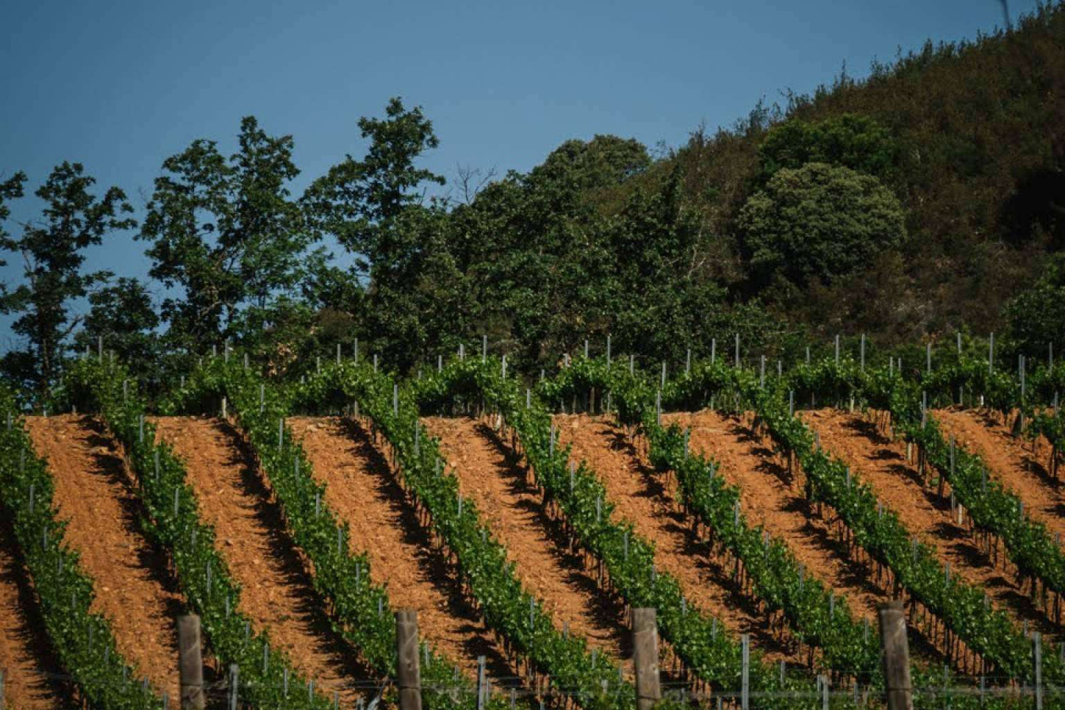 La comunicación en el mundo del vino, por Ciento Volando