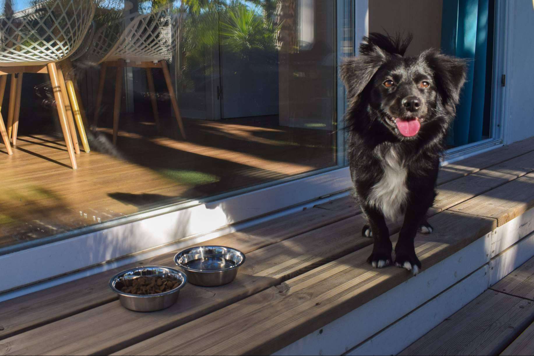 Vacaciones pet friendly con Alannia Resorts