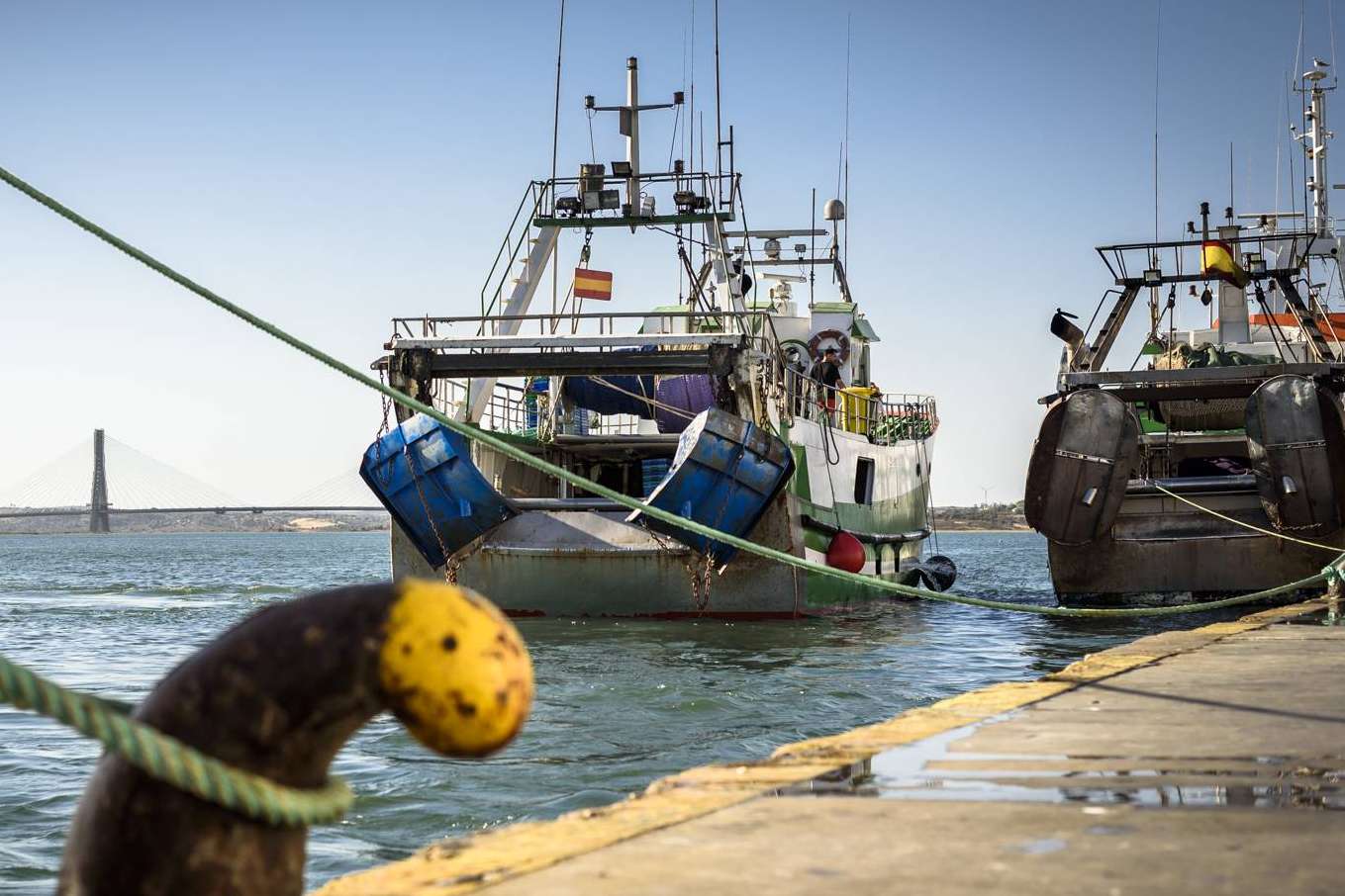 ¿Cuáles son las últimas novedades del pescado de lonja de Lonja de Ayamonte?