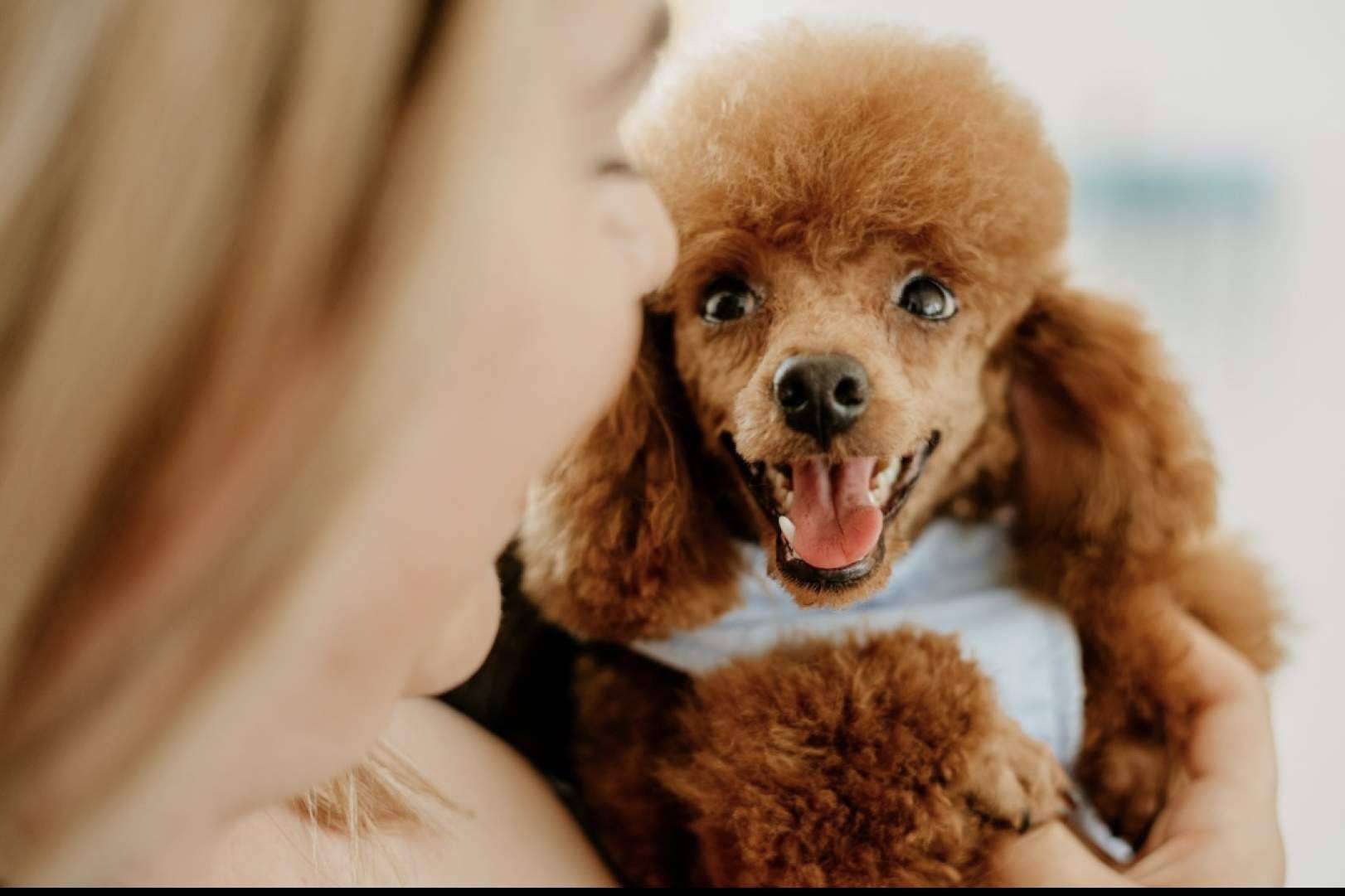 Un criadero de perros pequeños que destaca por su amor por los animales, Los Luceros de Vandalia