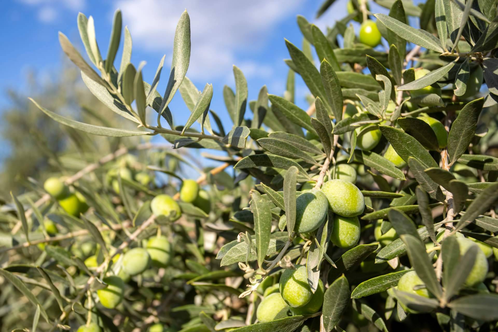 ¿Cuáles son los aceites de oliva extra virgen premiados de Spanish - Oil?