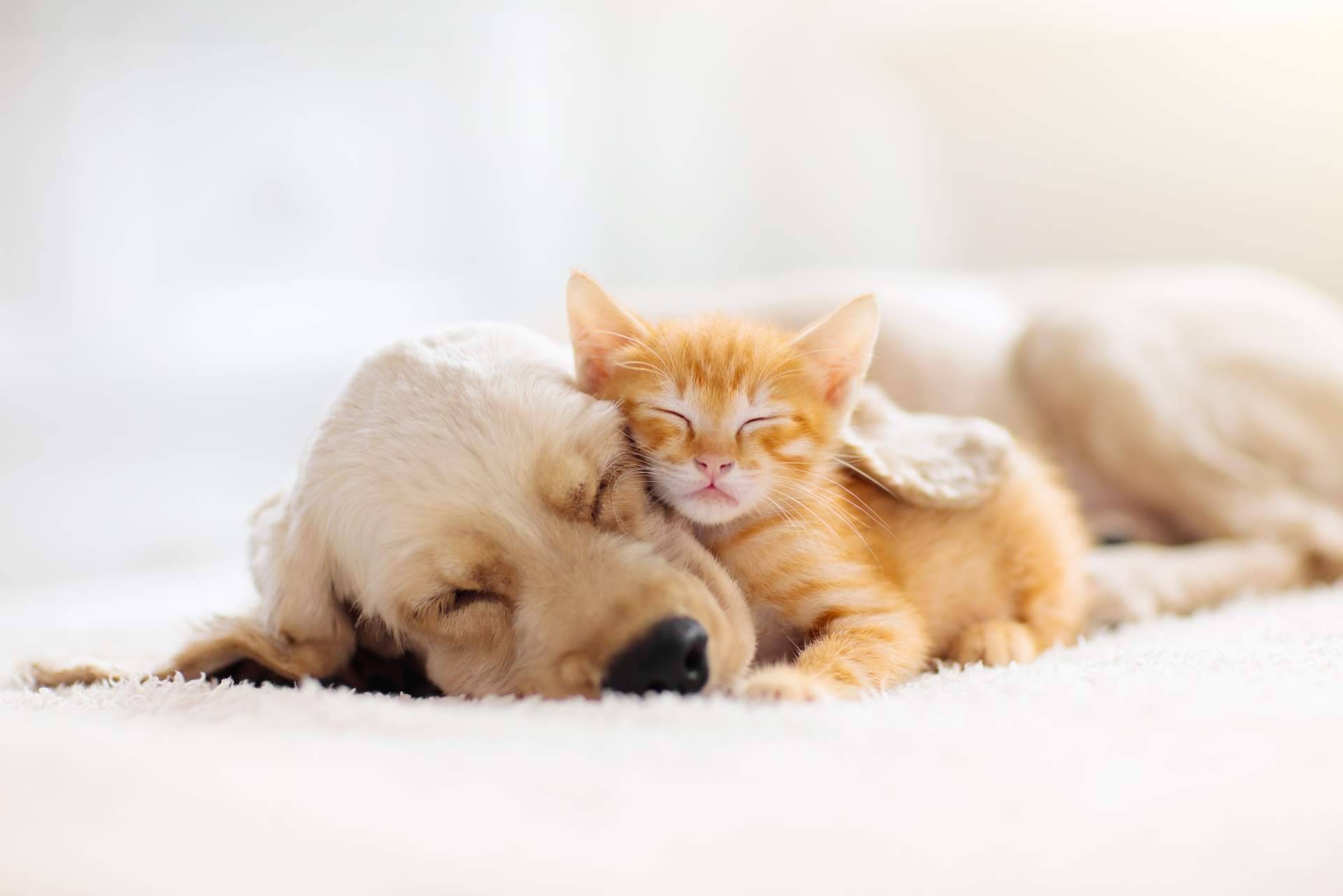 ParaPerrosyGatos, el e-commerce transparente, justo y honesto para perros y gatos (y sus dueños)
