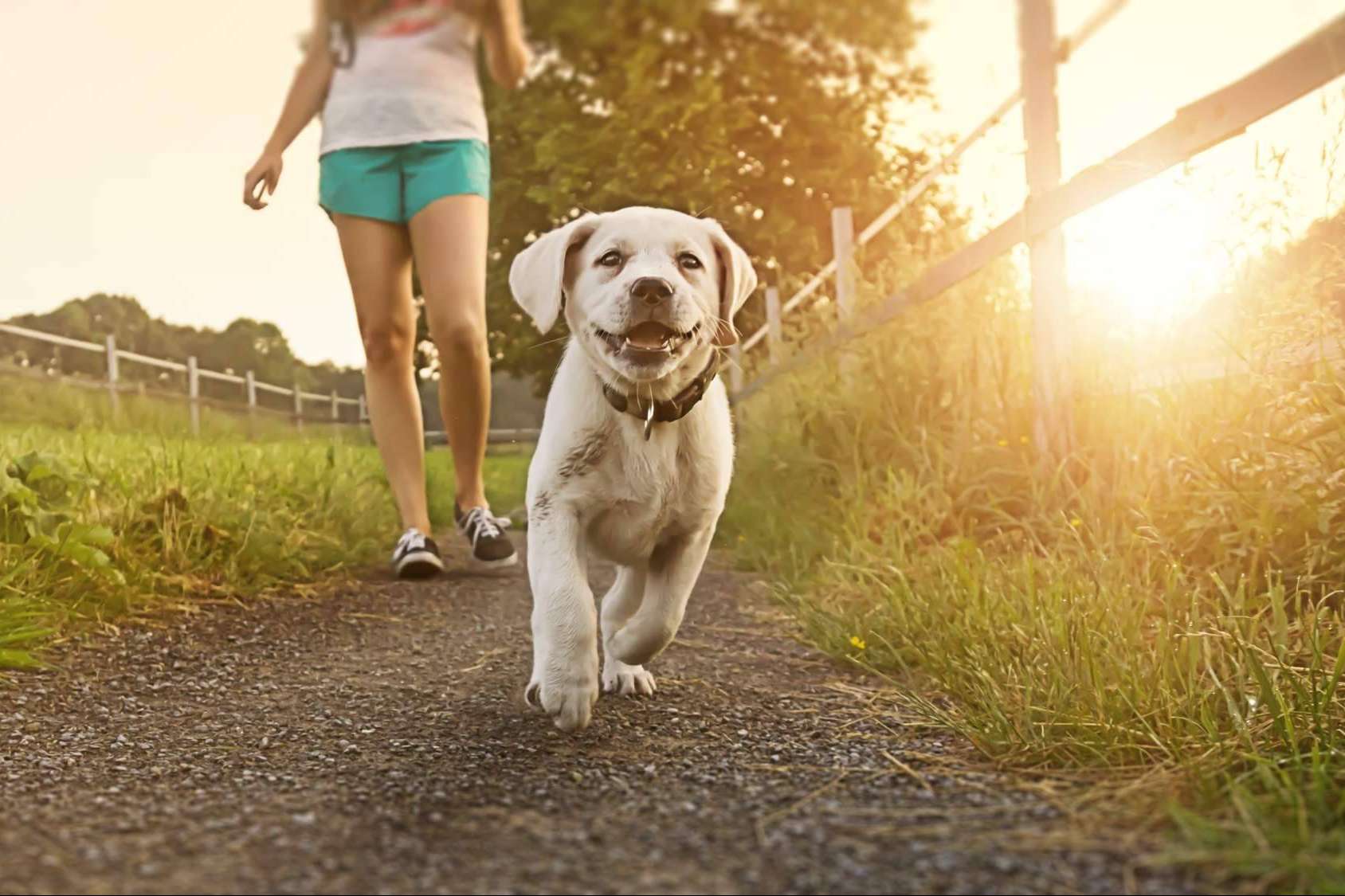 Programa de educación temprana de cachorros, por EducDog