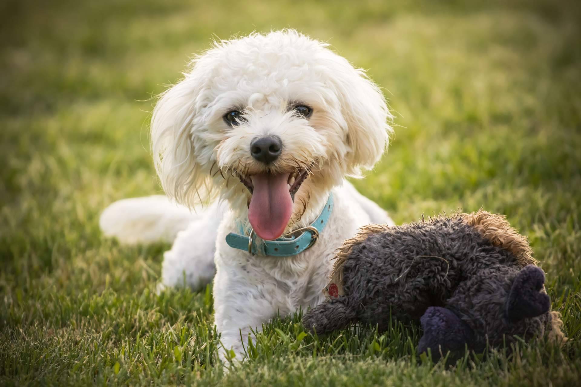 La lealtad y felicidad de los cachorros de Bichón Maltés, por El Mundo del Cachorro