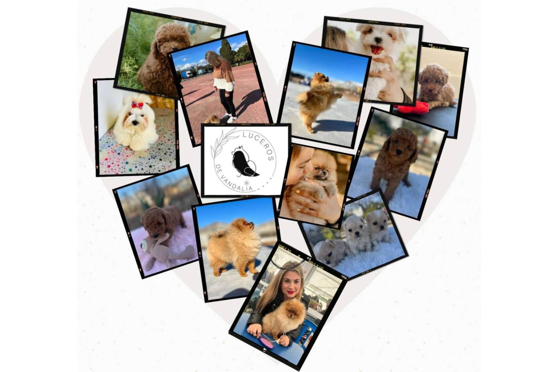 Los Luceros de Vandalia cría perros caniches toy