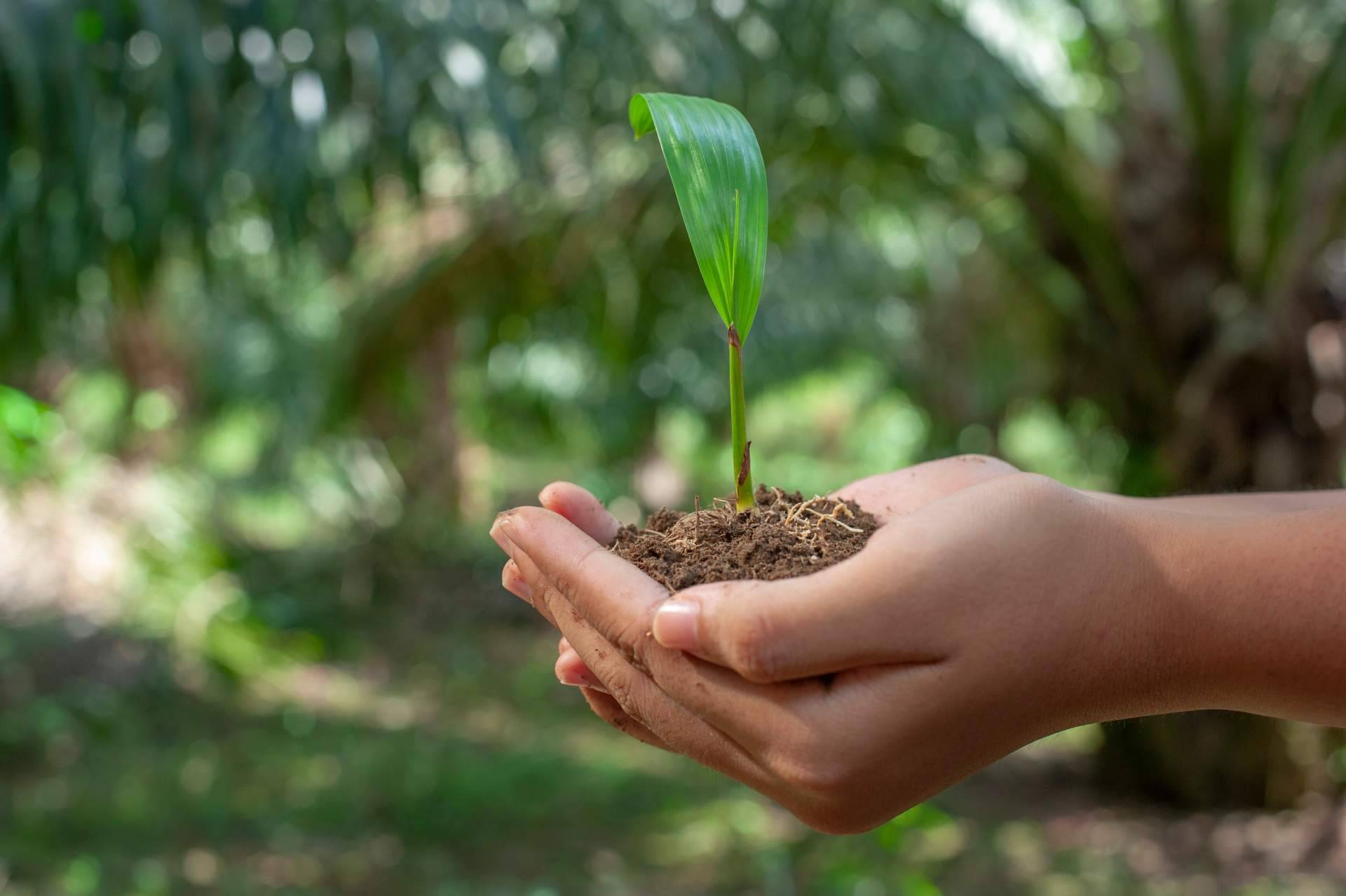 Los comedores escolares de Serunion Educa y su iniciativa BosqueChef contra el cambio climático