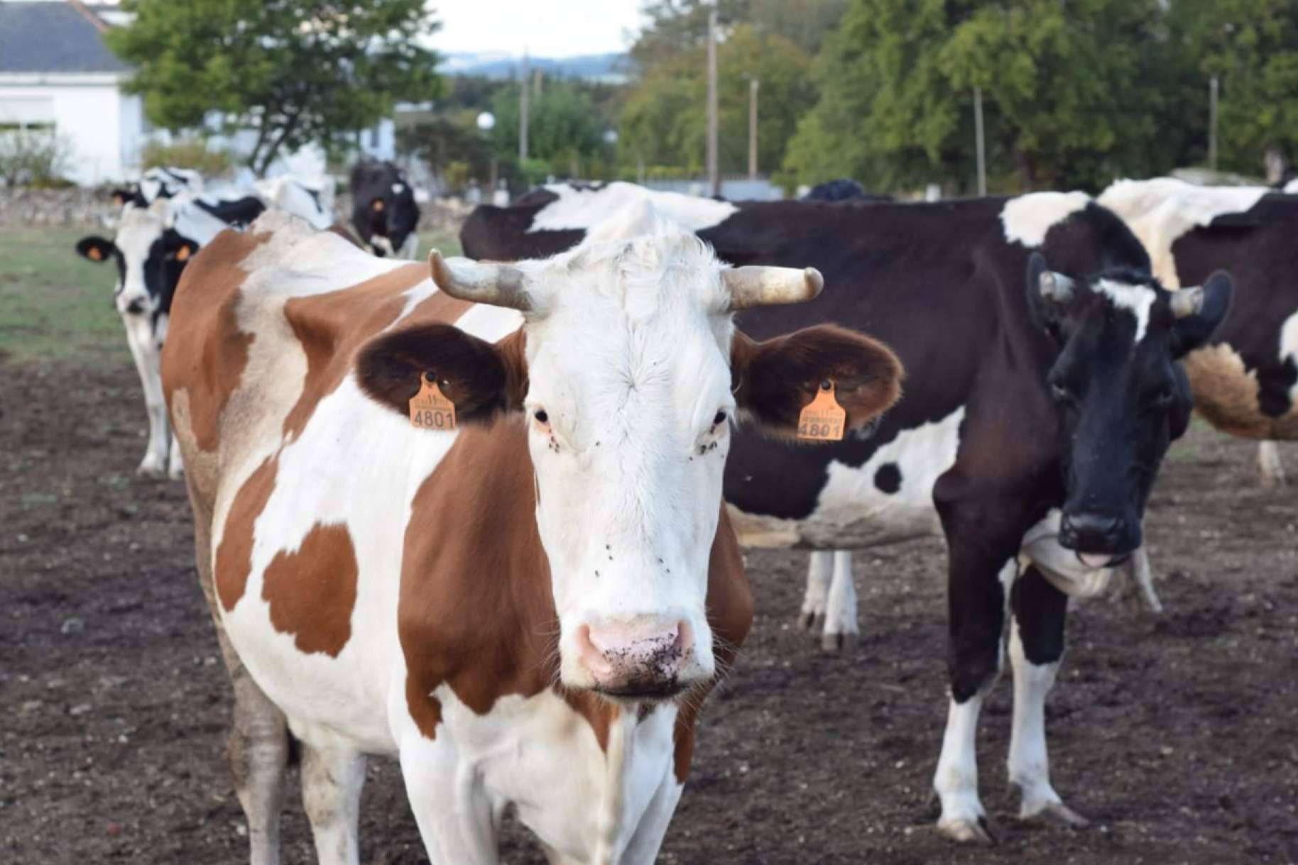 El temor ante la escasez de leche aumenta