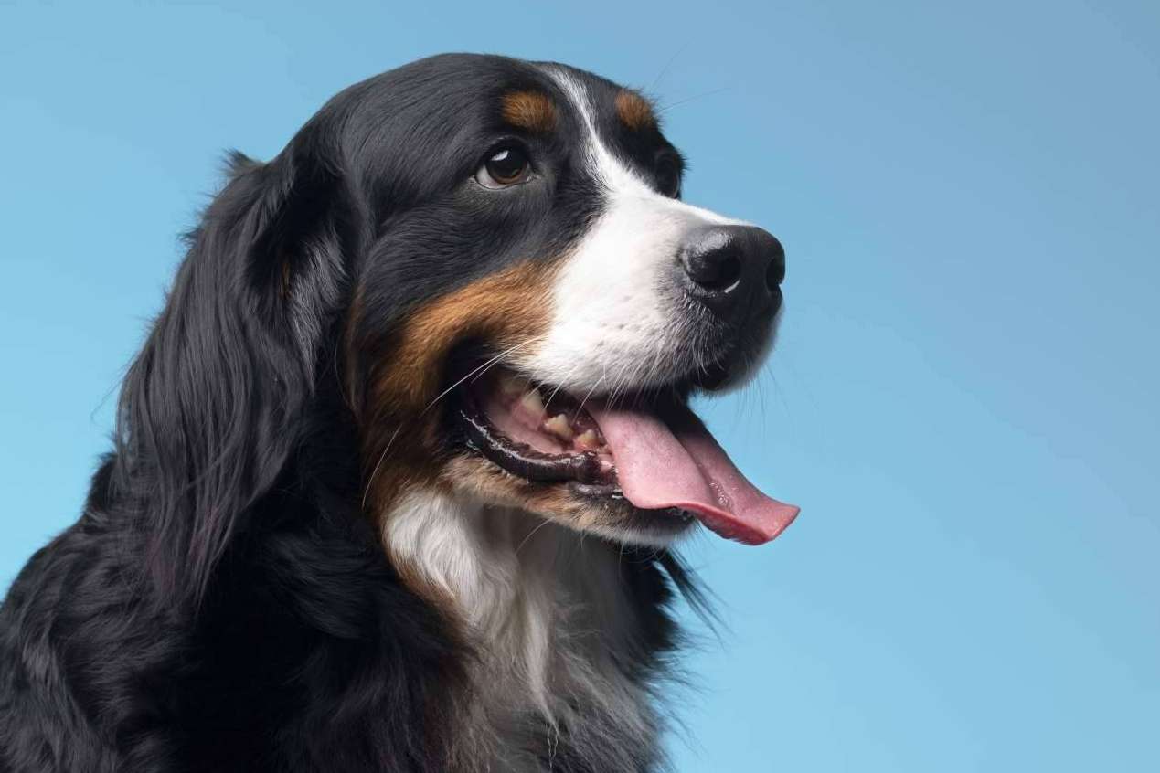 Cómo minimizar los efectos del cambio de pelaje en las mascotas en casa