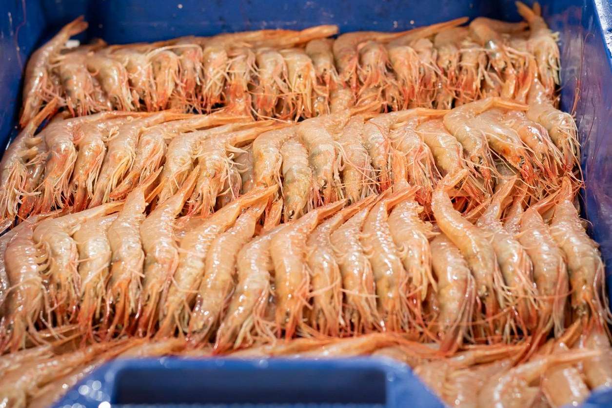 Cuál es la diferencia entre gamba y langostino