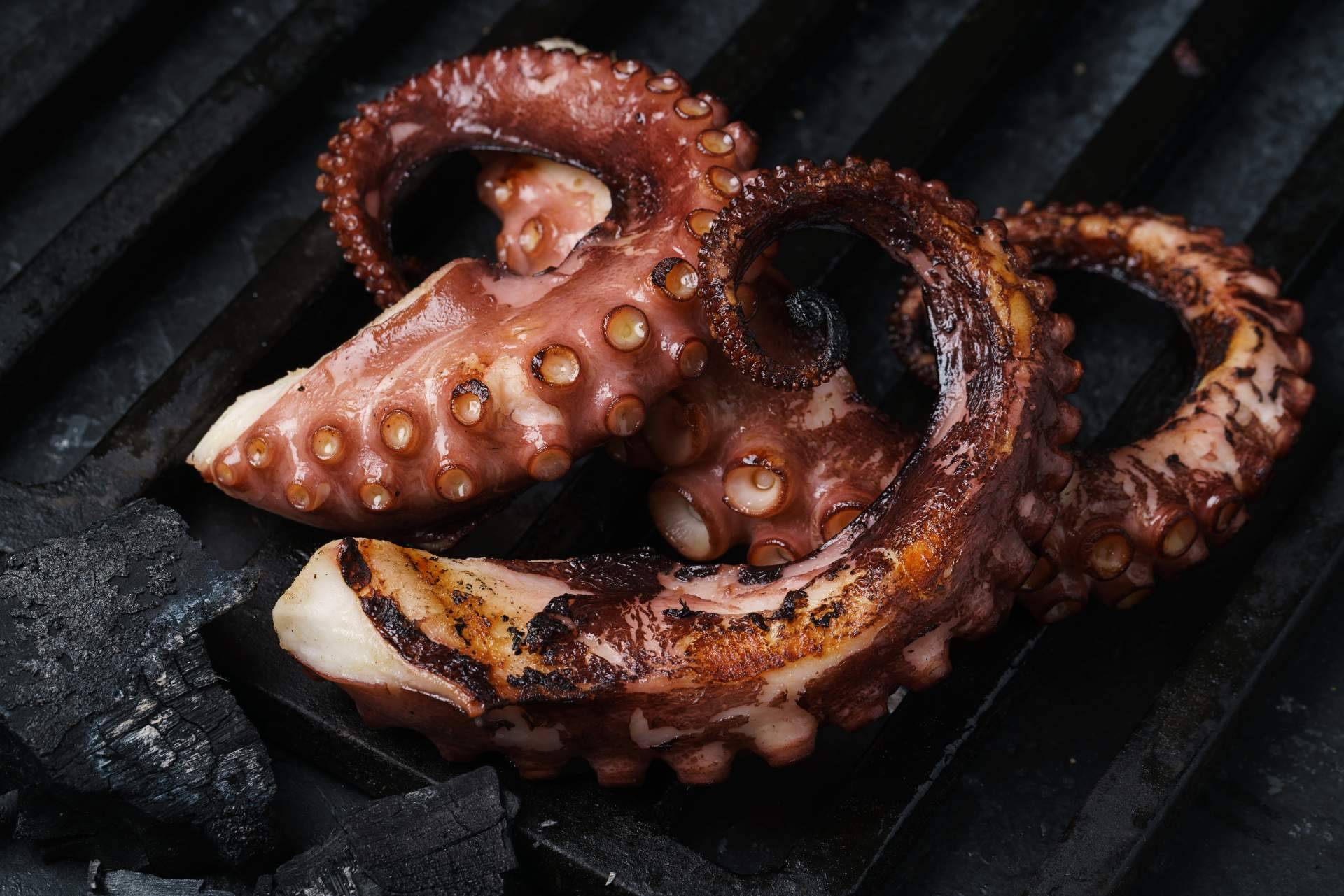 3 de Pulpo acerca de las propiedades del pulpo de Dakhla
