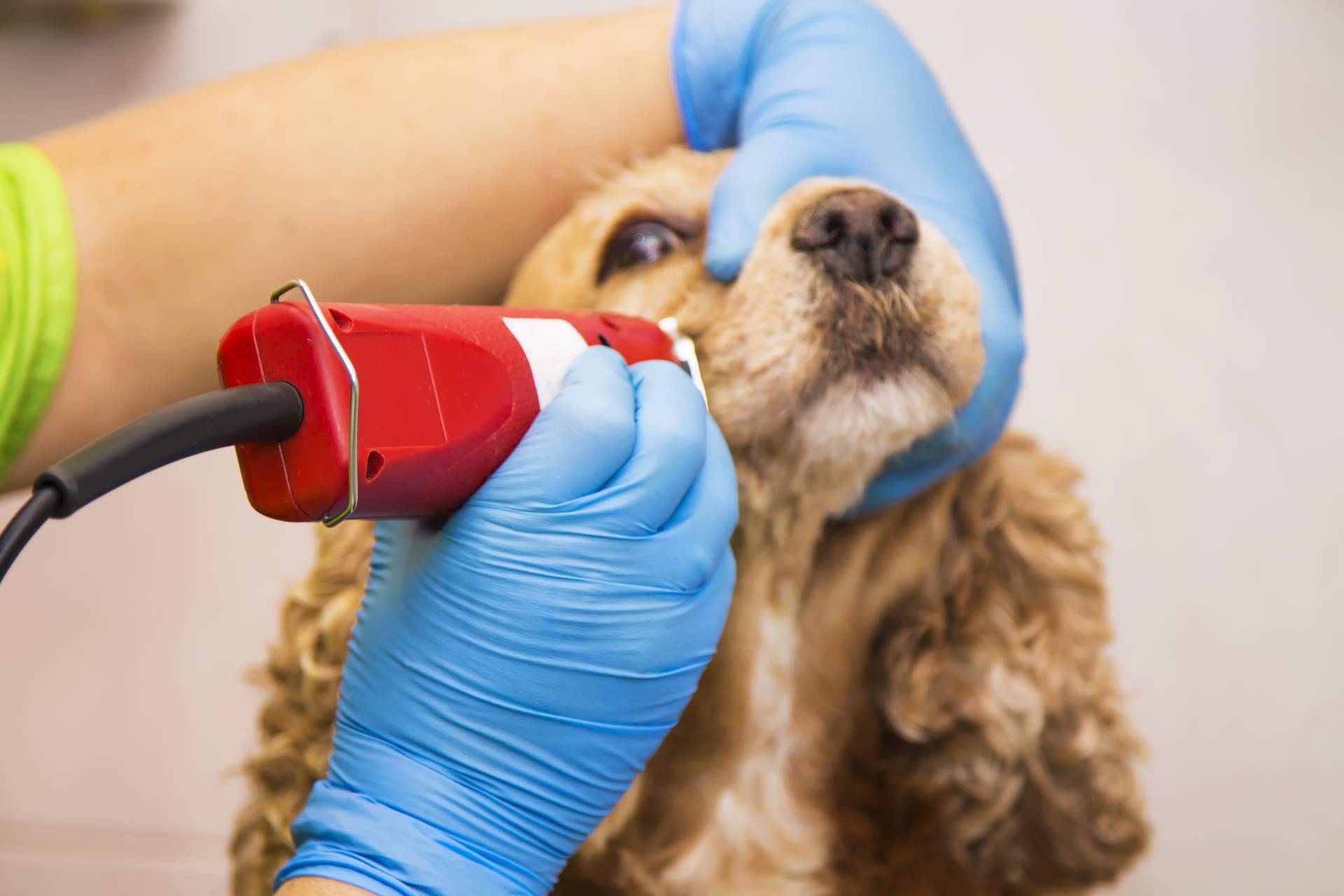 Servicios de peluquería canina a domicilio en Madrid, de la mano de los profesionales de Perrukings