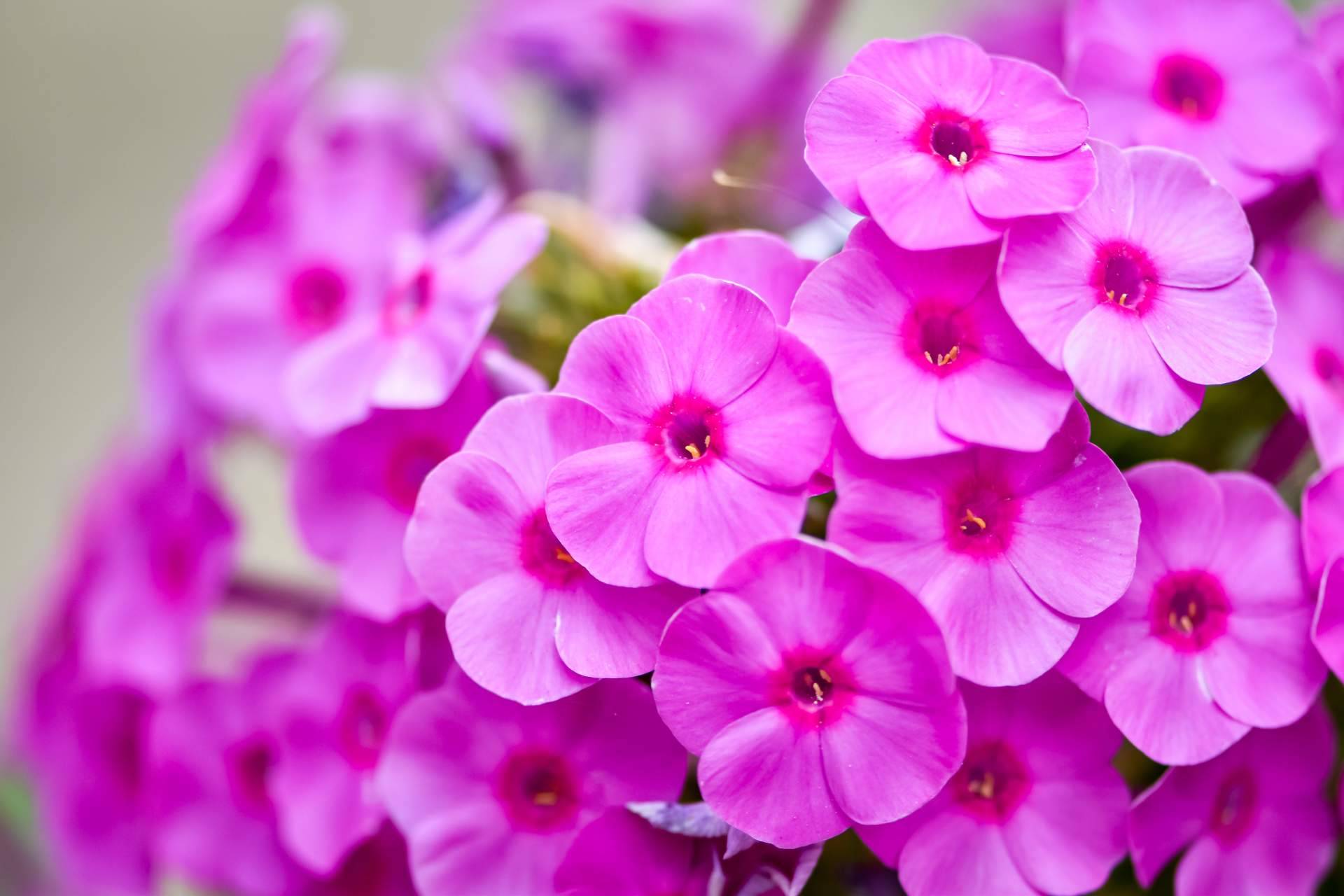 Comprar paniculata de colores en Madrid con Rosistirem