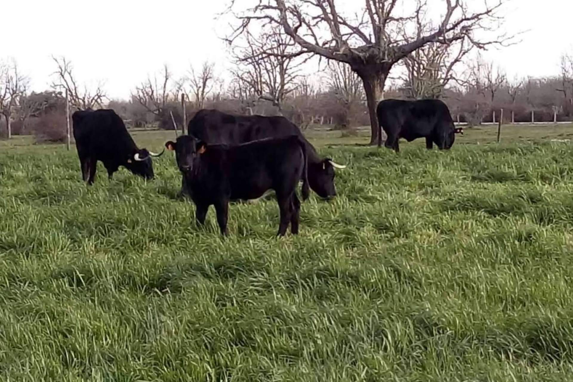 La firma Ternera del Bajo Tormes produce y comercializa carne de ternera ecológica