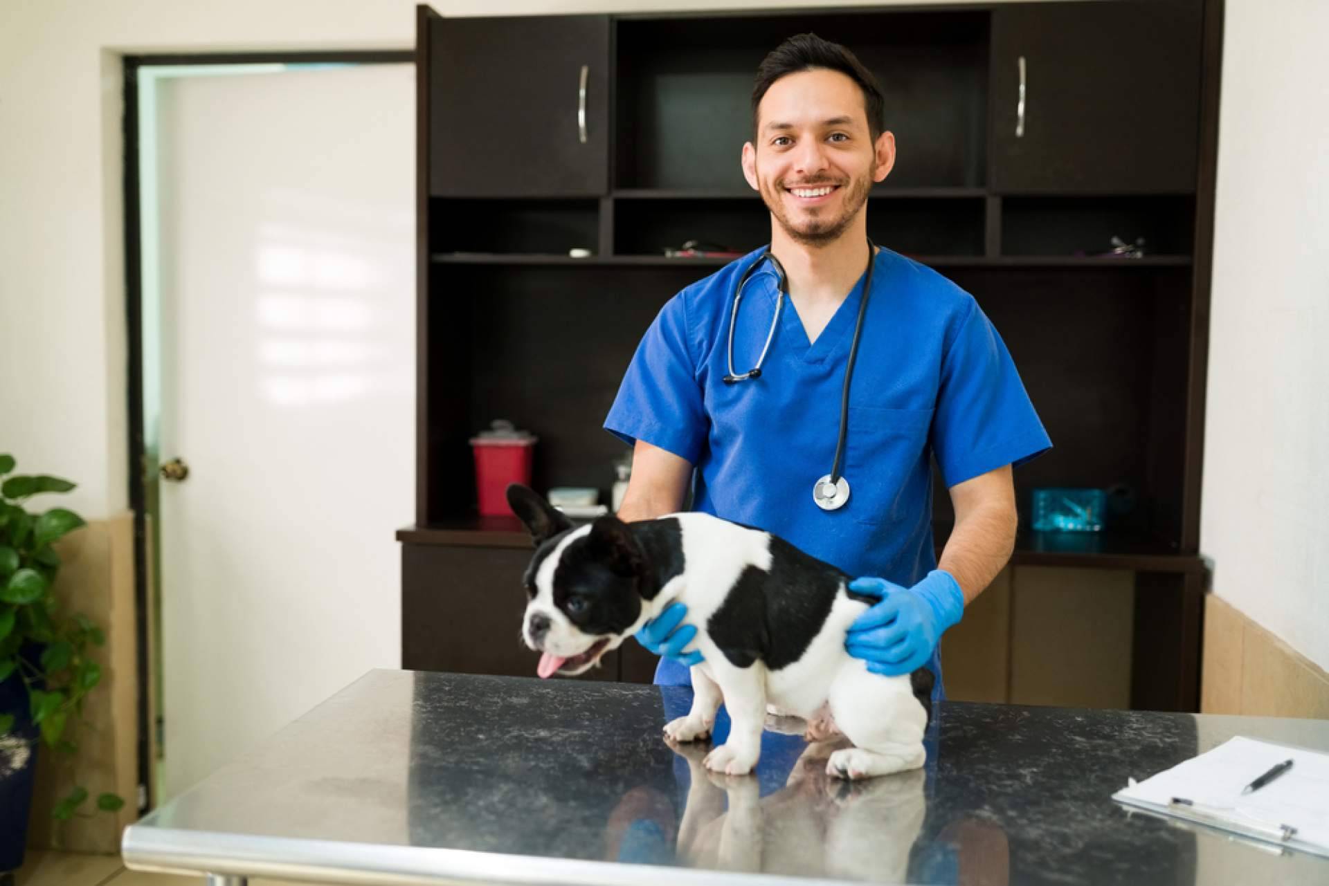 Adoptar perros pequeños en las grandes ciudades tiene varios beneficios
