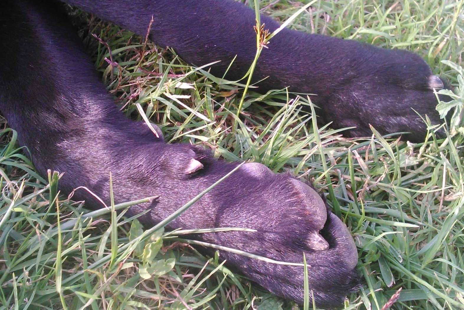 ¿Cómo superar el duelo tras la pérdida de una mascota?