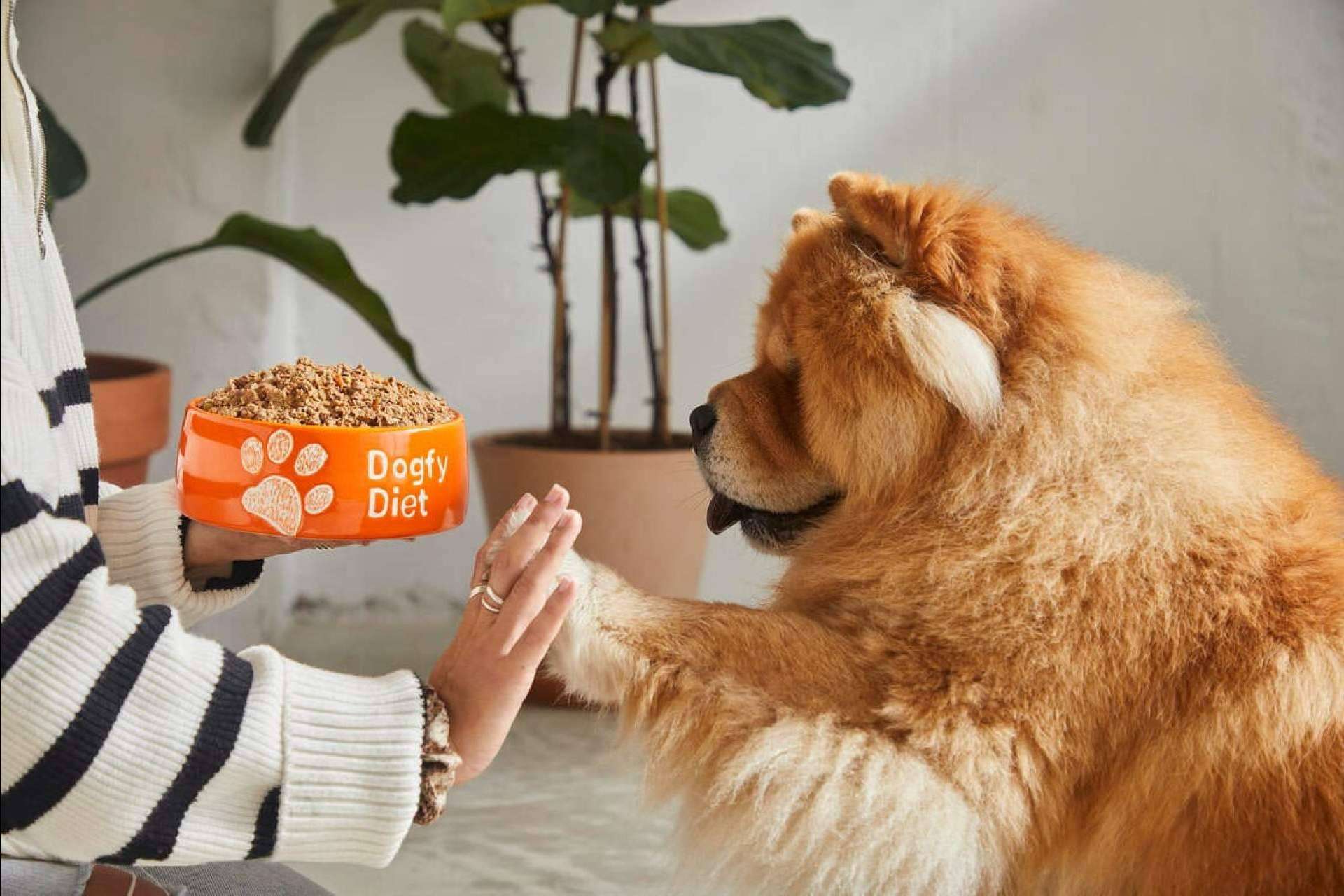 Dogfy Diet identifica las 20 enfermedades más comunes en perros