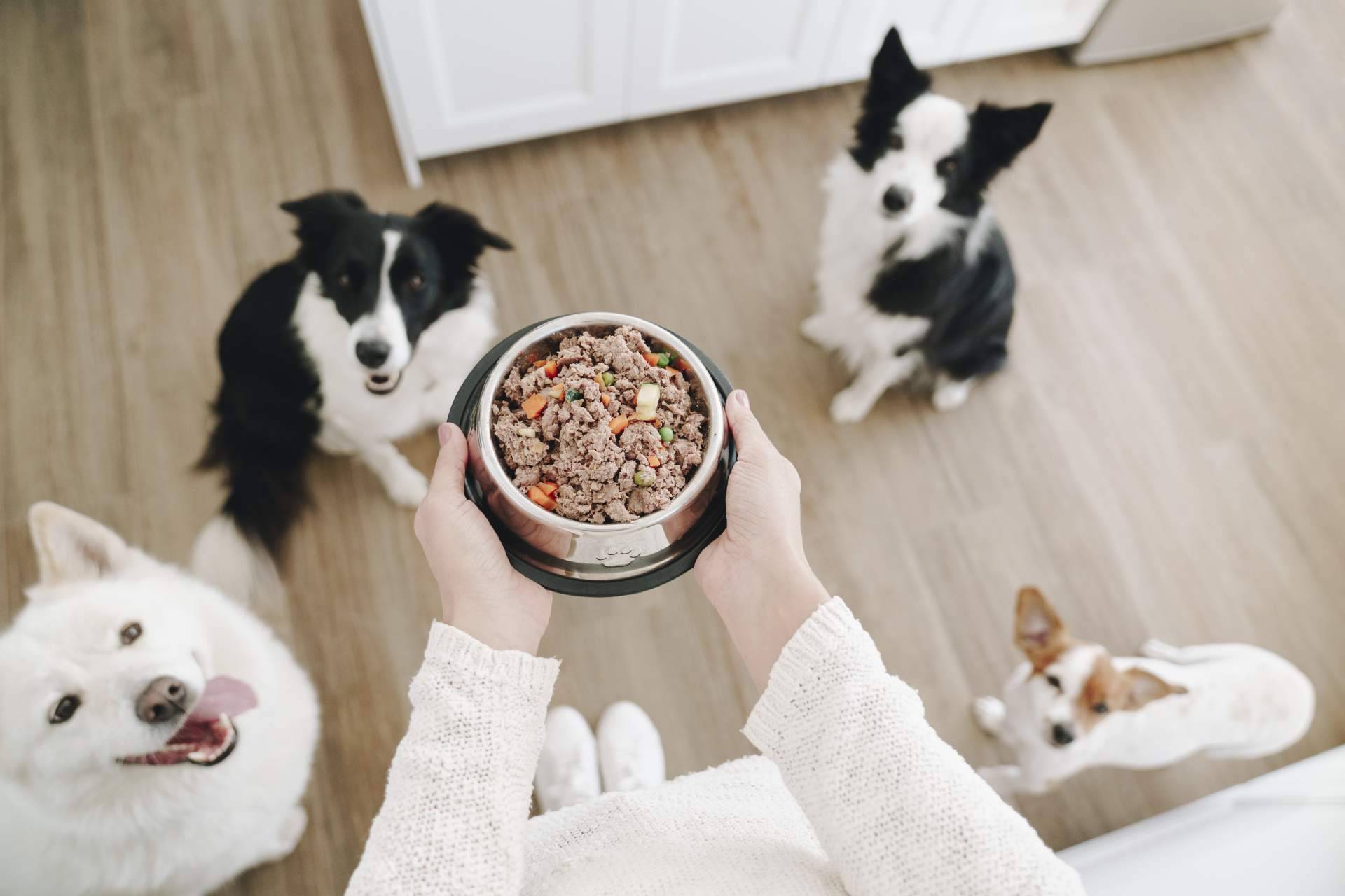 ¿Cuáles son las ventajas e inconvenientes de los distintos tipos de comida para perros?, por Dogfy Diet