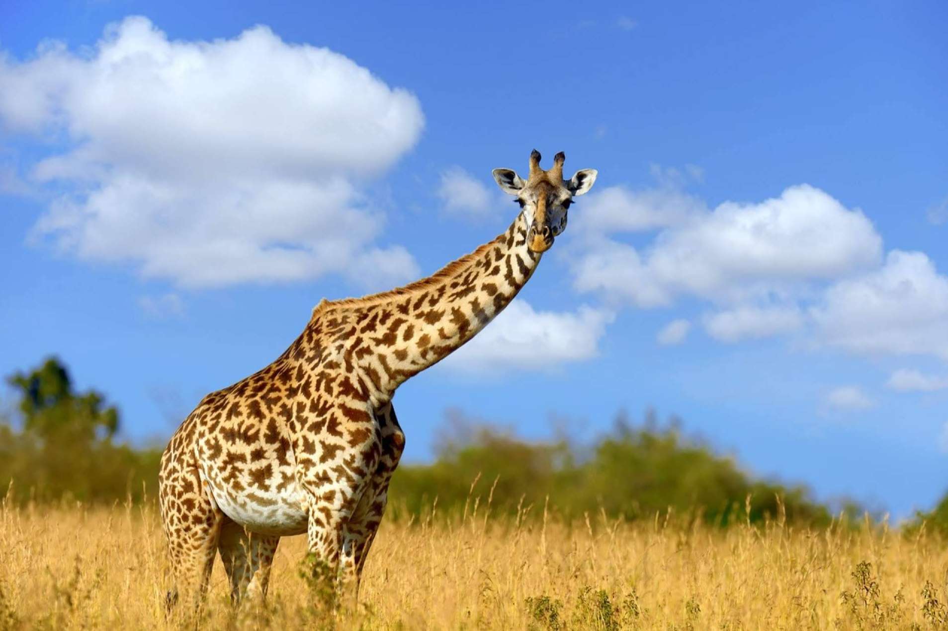 El proyecto de realidad aumentada de Lucatia, Metapark ZOO
