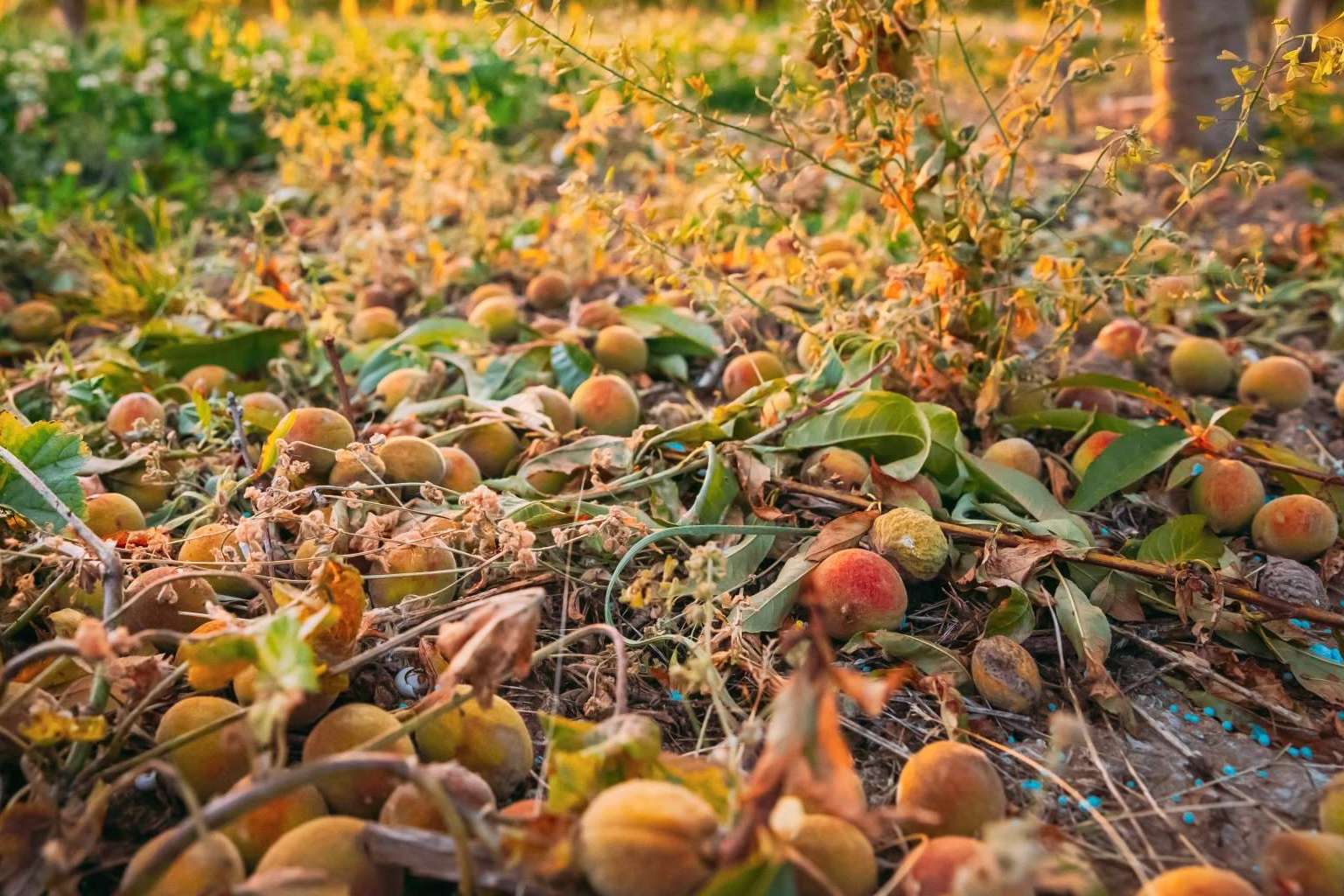 Las consecuencias del granizo para la agricultura, de la mano de Grupo SPAG