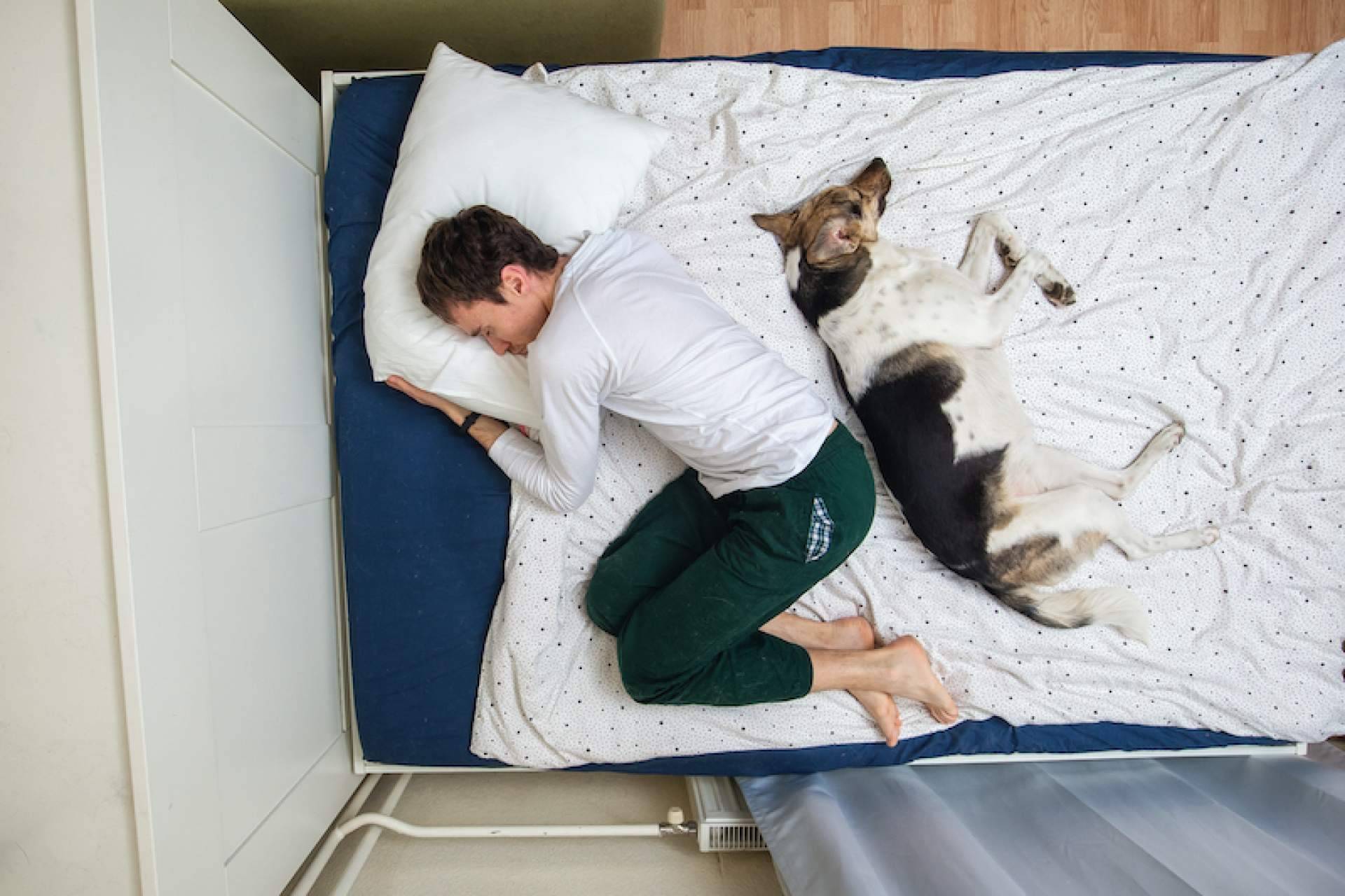 Dar con algunos de los mejores lugares pet friendly para un perro gracias a ADOPTA