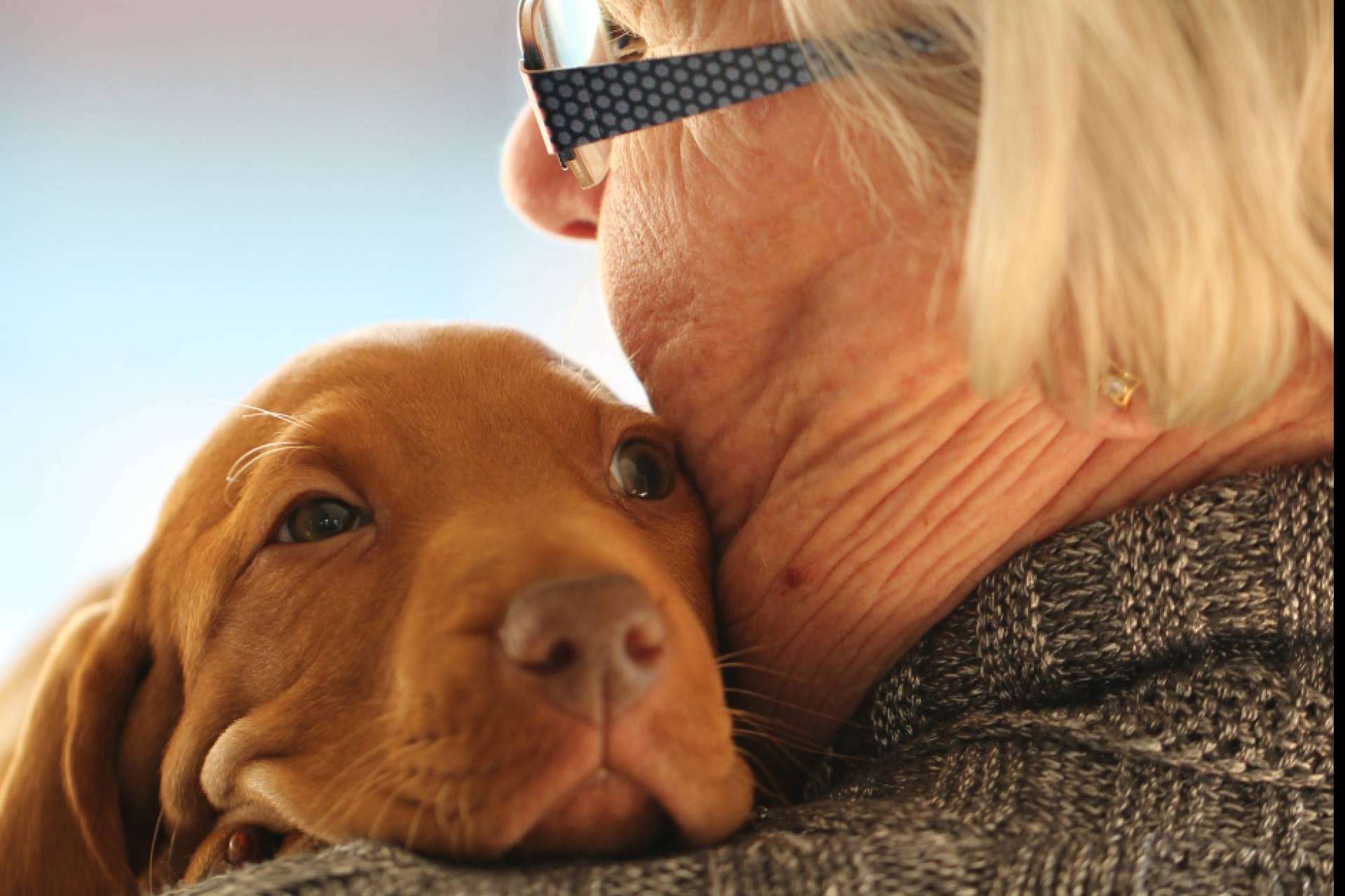 Tras el fallecimiento de su responsable, ¿cómo proteger a los animales?