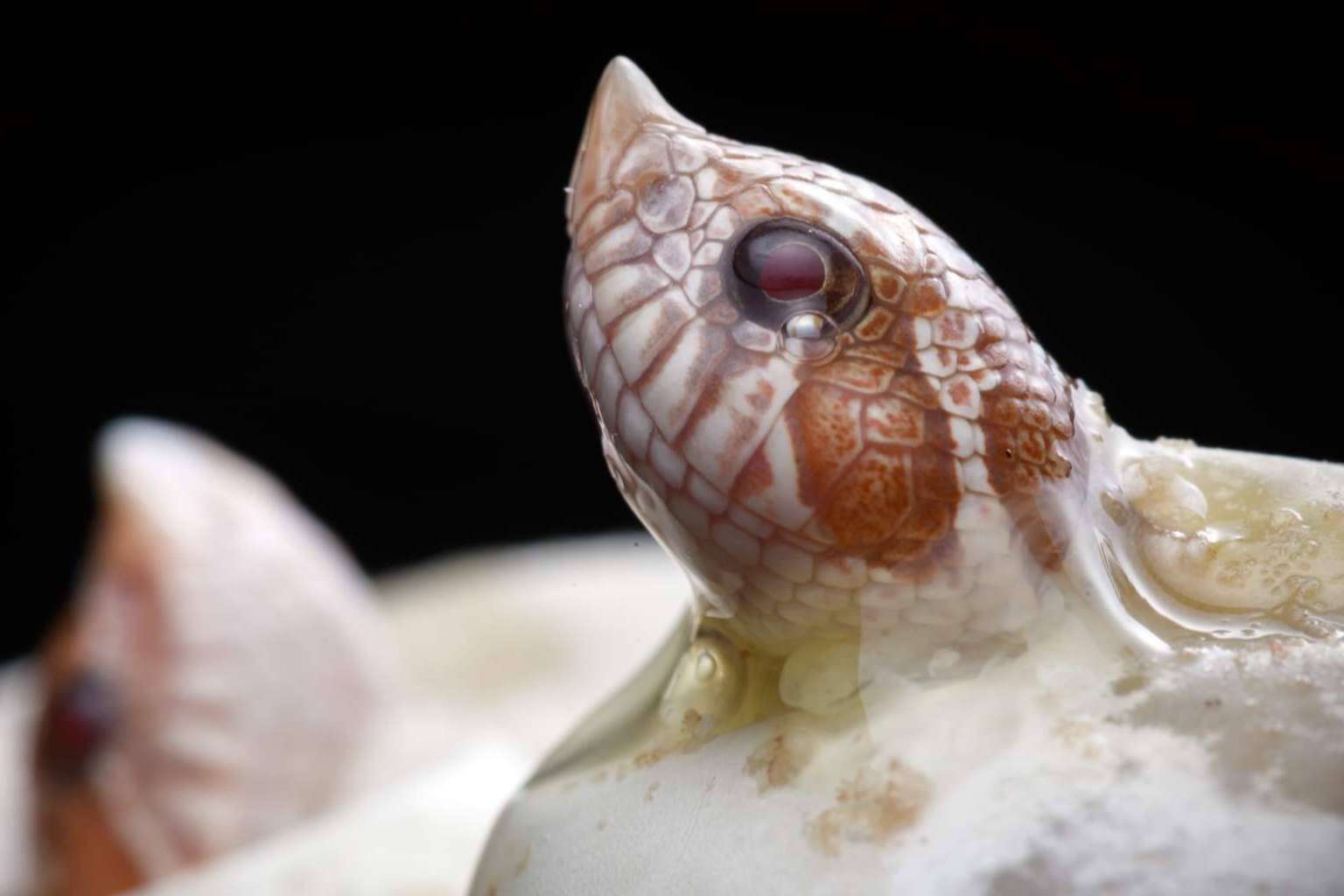 SnakeRoom, el Centro Divulgativo que ofrece la experiencia de interactuar con reptiles como serpientes