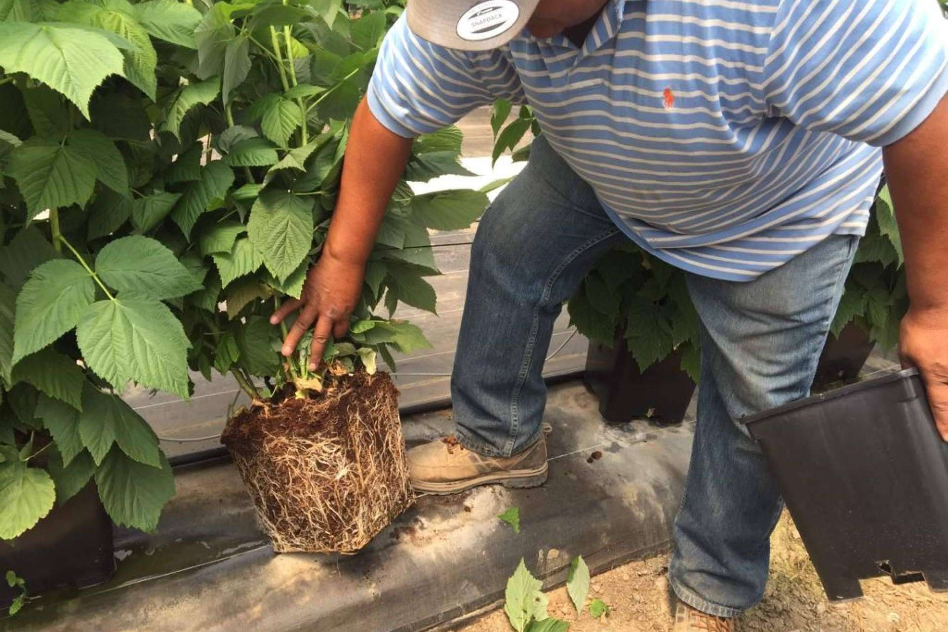 La fibra de coco para cultivos es la especialidad de Pelemix