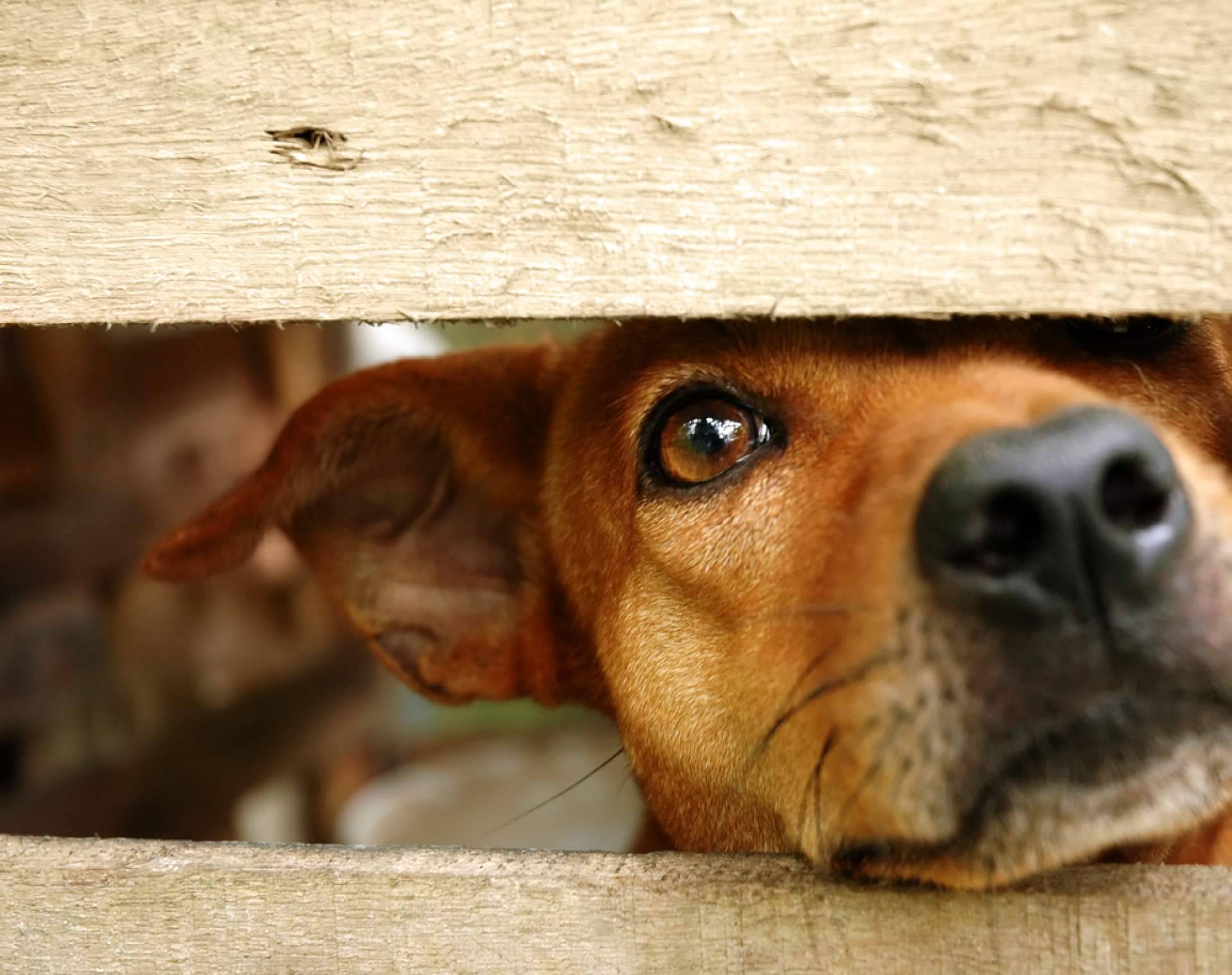 Aboganimal dispone de abogados animalistas especializados en el maltrato animal