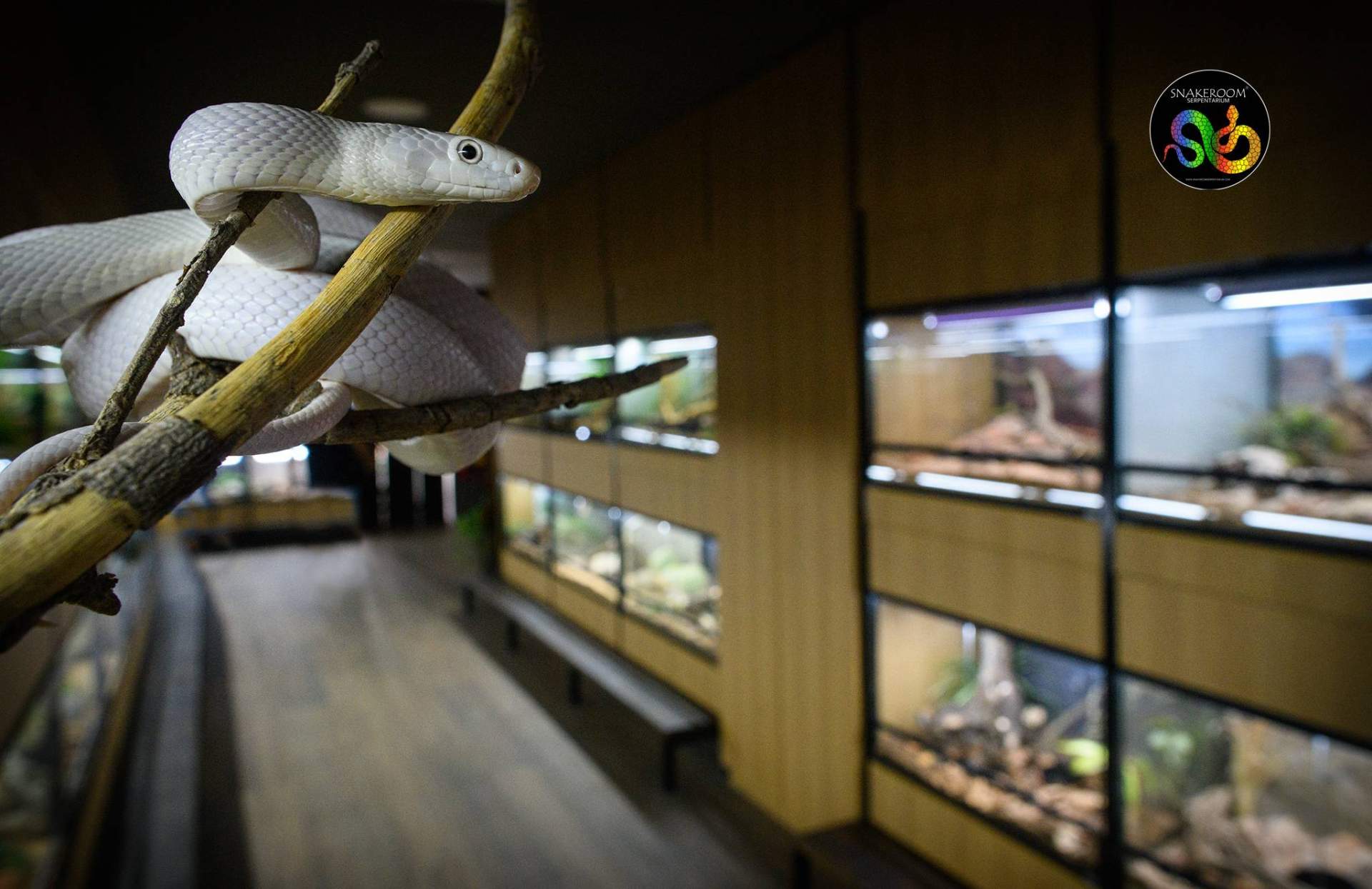 SnakeRoom, el centro de cría autorizado donde encontrar serpientes como mascota