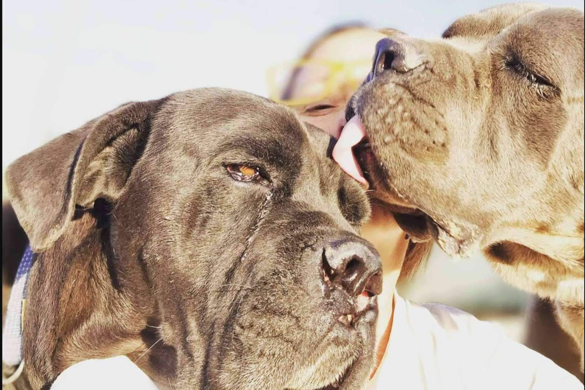 PERROBUENO, una guardería canina donde la felicidad de los perros es lo que más importa