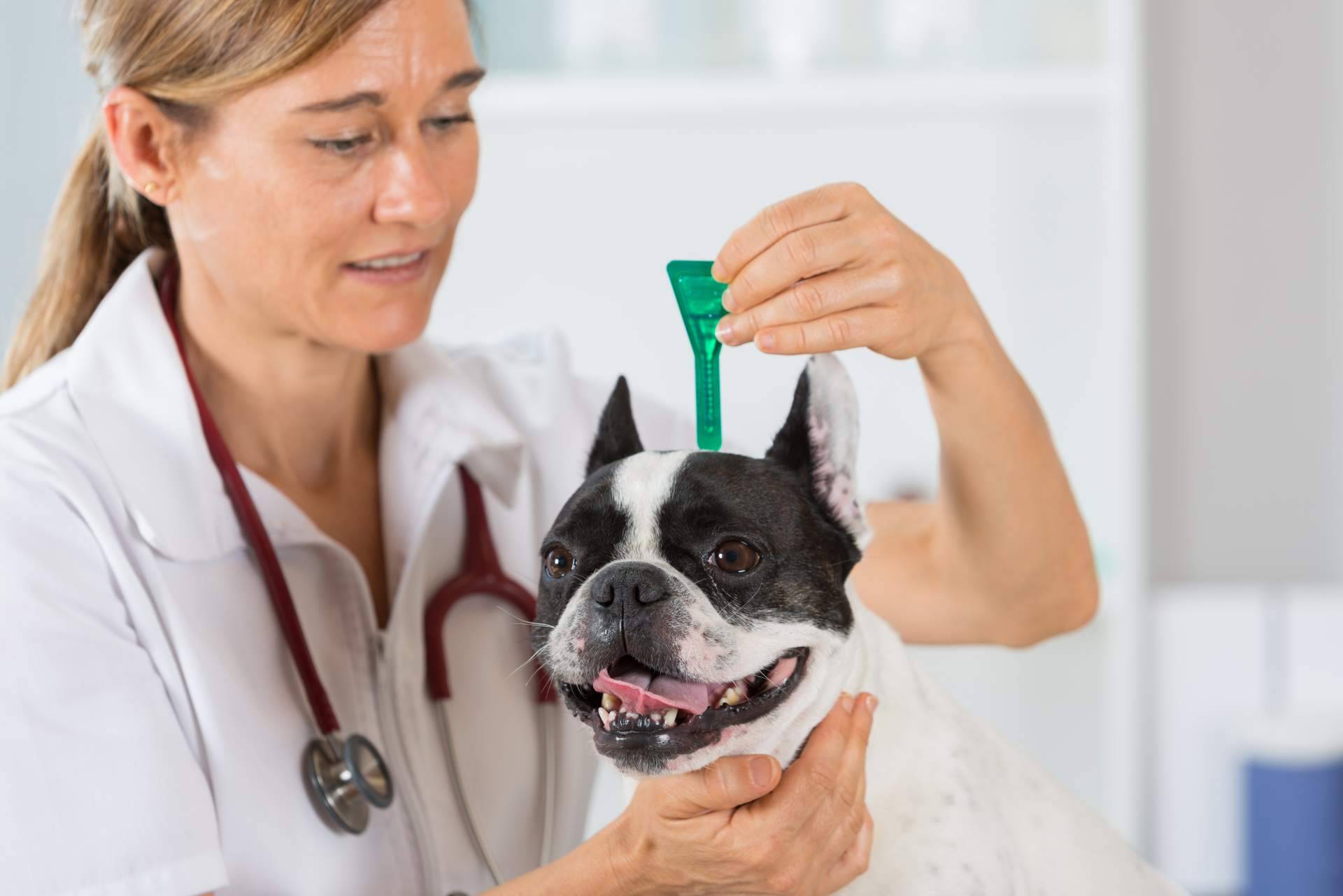 Identificar las negligencias veterinarias; ¿qué aspectos tener en cuenta?