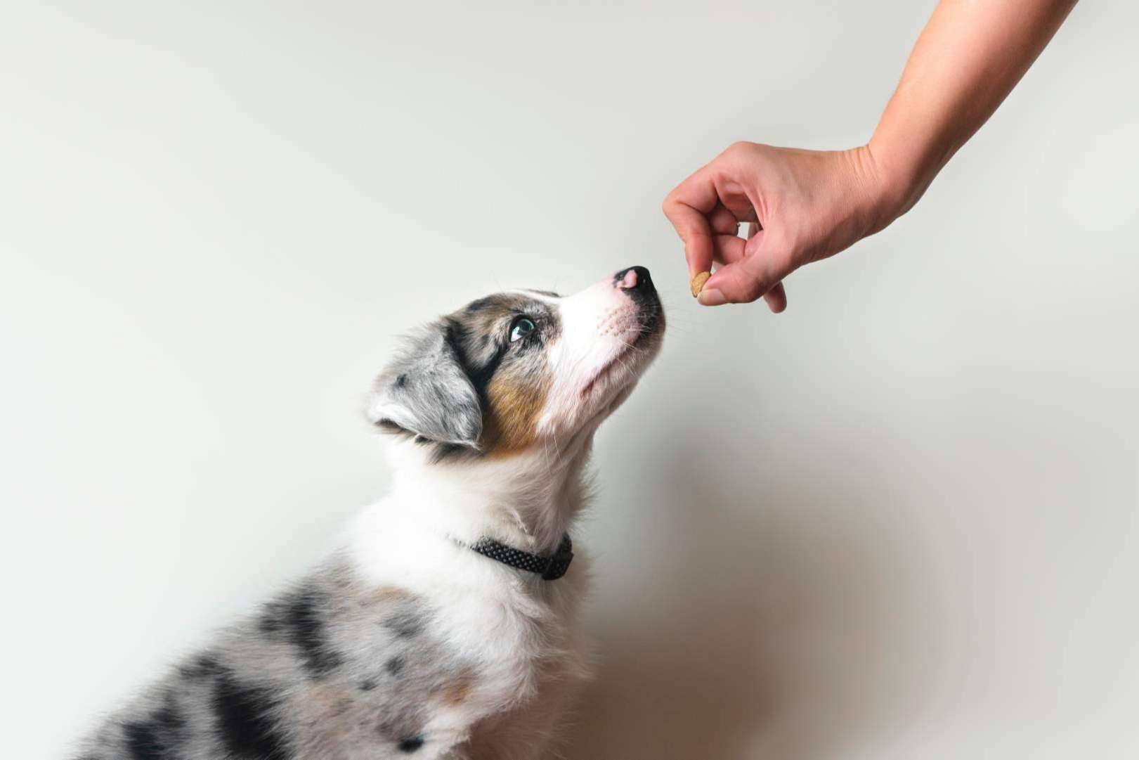 Conciliar la relación con el perro de la familia