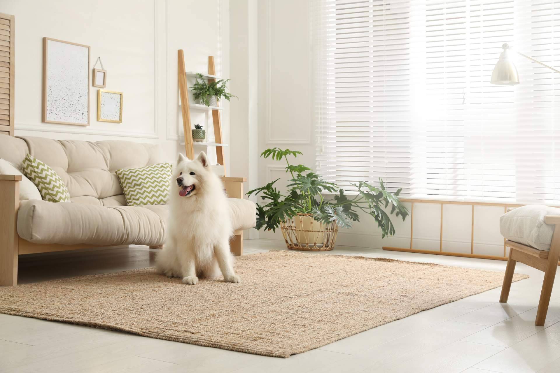 ClickGuau, el TikTok para mascotas que ofrece centenares de vídeos graciosos de animales