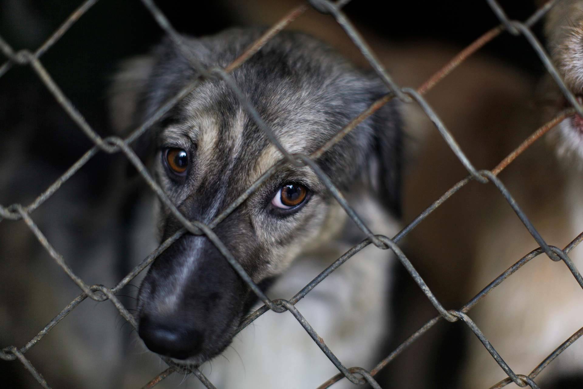 ¿Qué acciones se deben tomar para denunciar casos de maltrato animal?