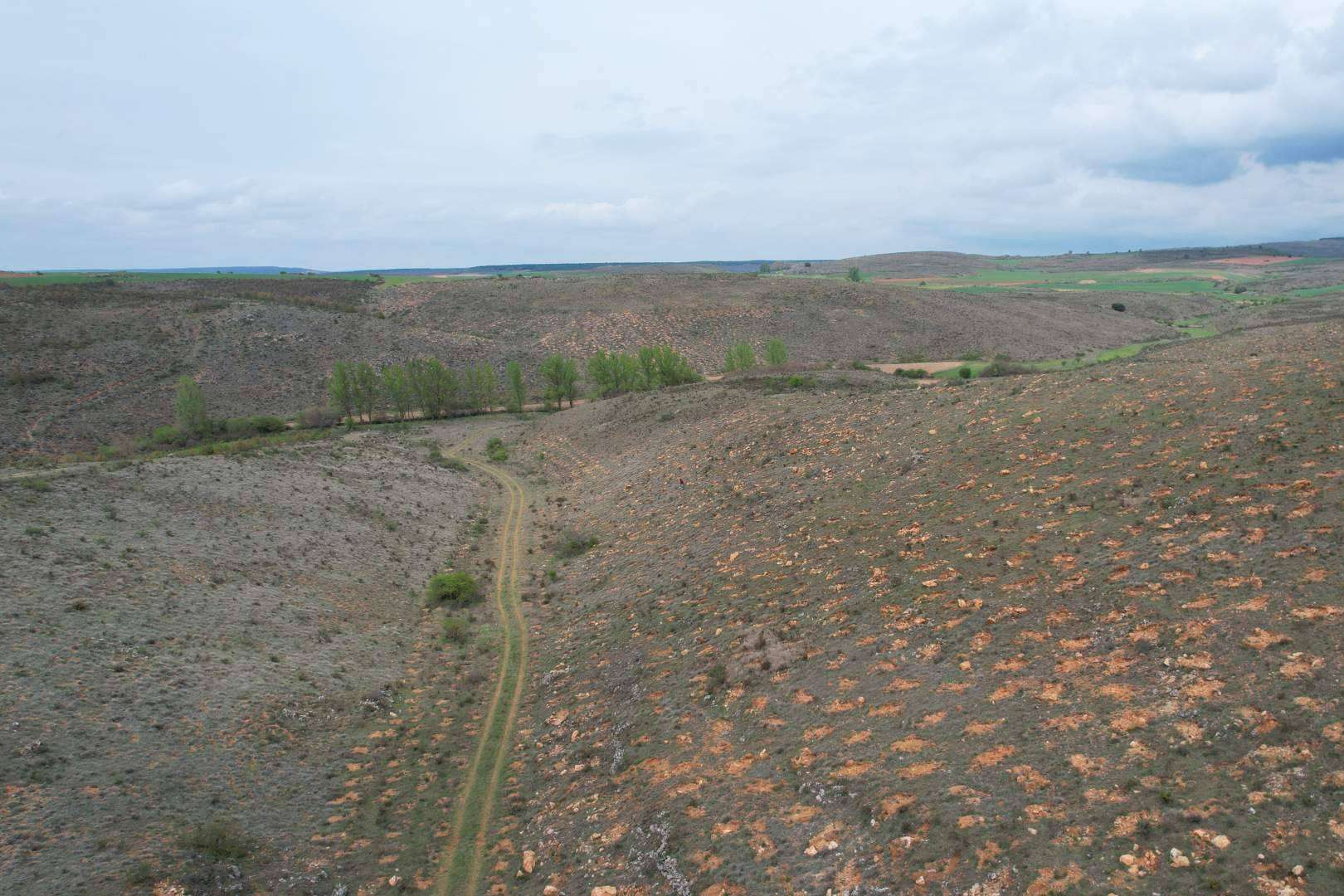 La empresa INECO compensa más de 200 toneladas de CO₂ gracias a una plantación forestal en Burgos