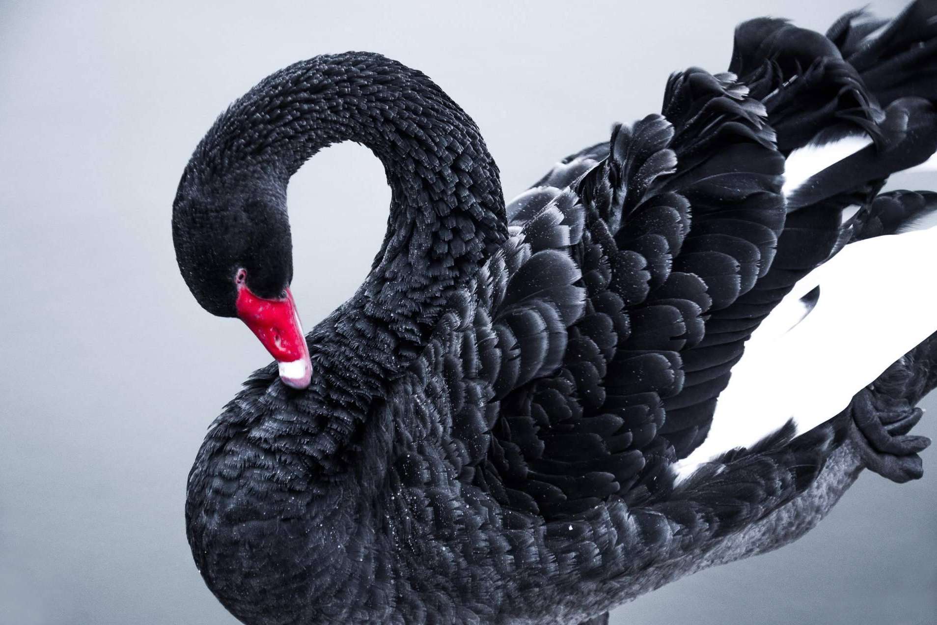 Los 'cisnes negros'. ¿Qué son y cómo pueden afectar a las inversiones?