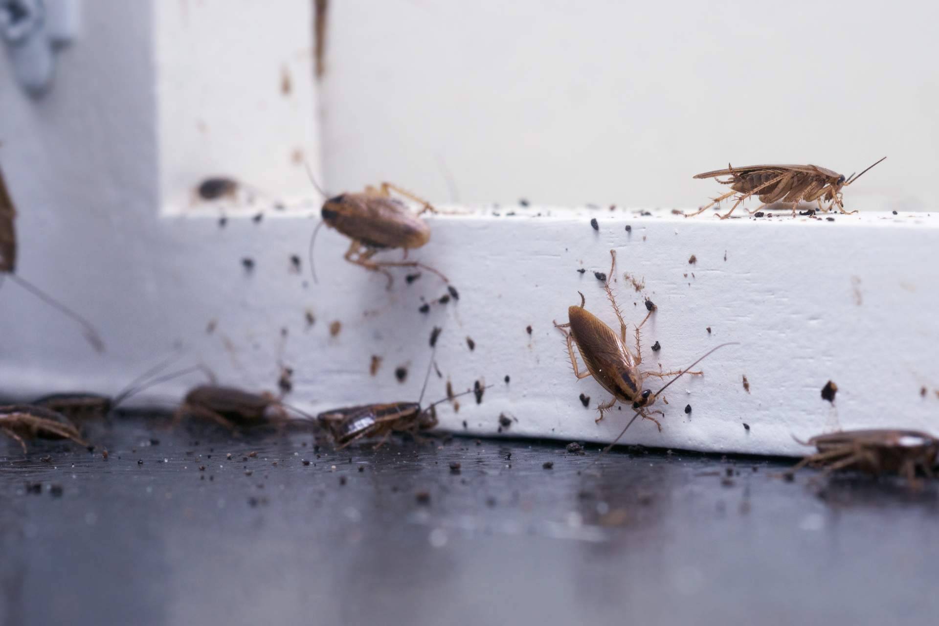 ¿Cómo fumigar cucarachas?, por la empresa Pineda Servicios Integrados