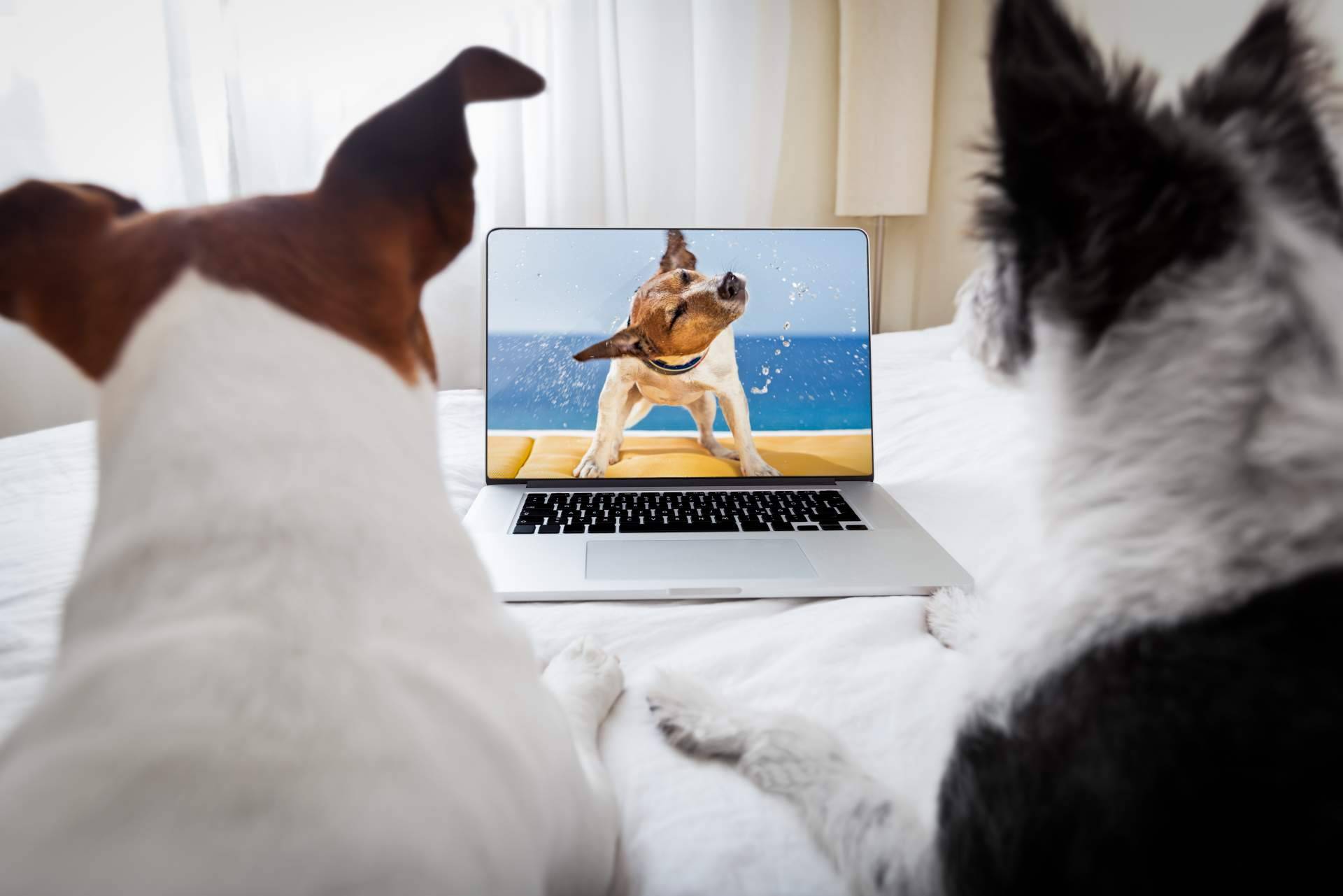 Una aplicación con contenido de mascotas segura, divertida y entretenida, ClickGuau