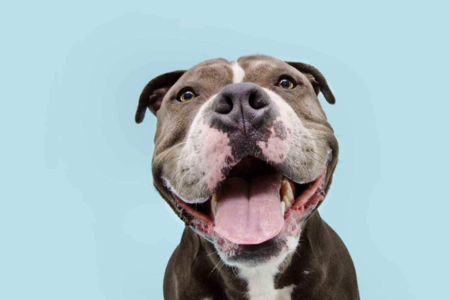 Mejorar la salud de las mascotas con aromaterapia para perros y gatos de la mano de Mooiza