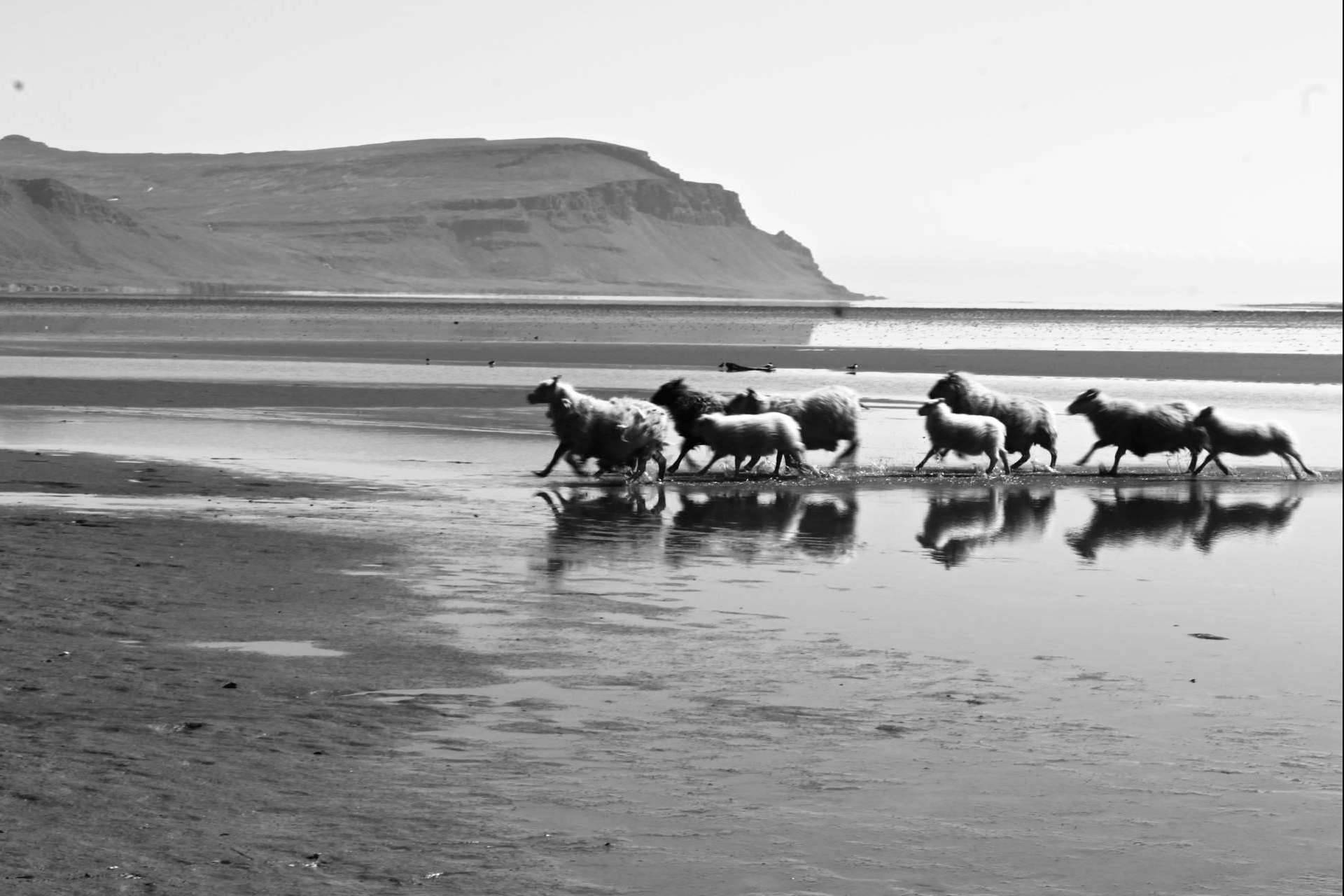 Tour inolvidable por Islandia en verano, de la mano de Aldu Experience