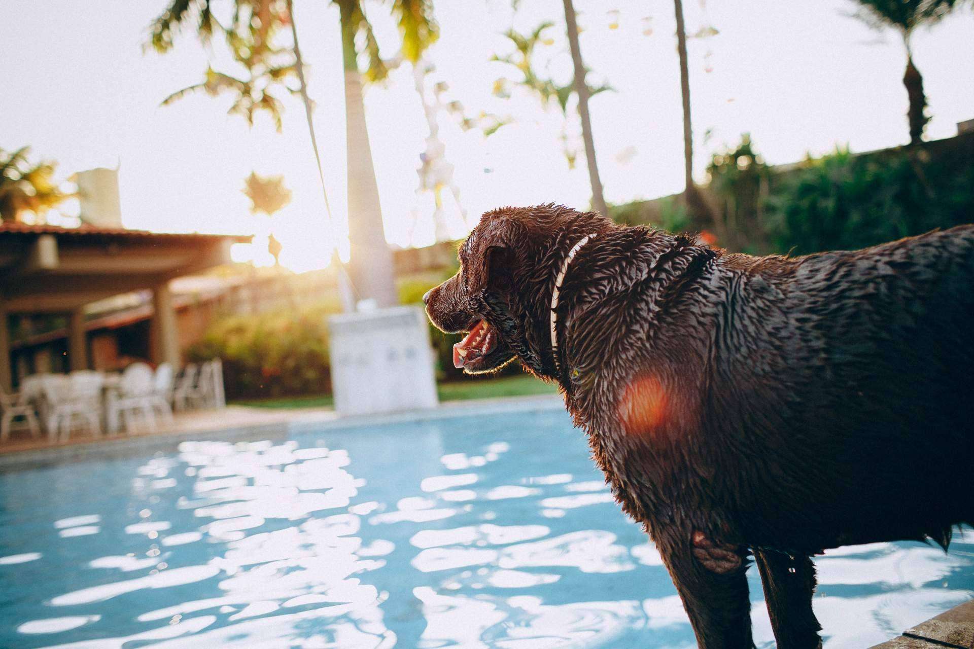 Cómo encontrar lugares para disfrutar con un perro con el buscador pet friendly de ADOPTA
