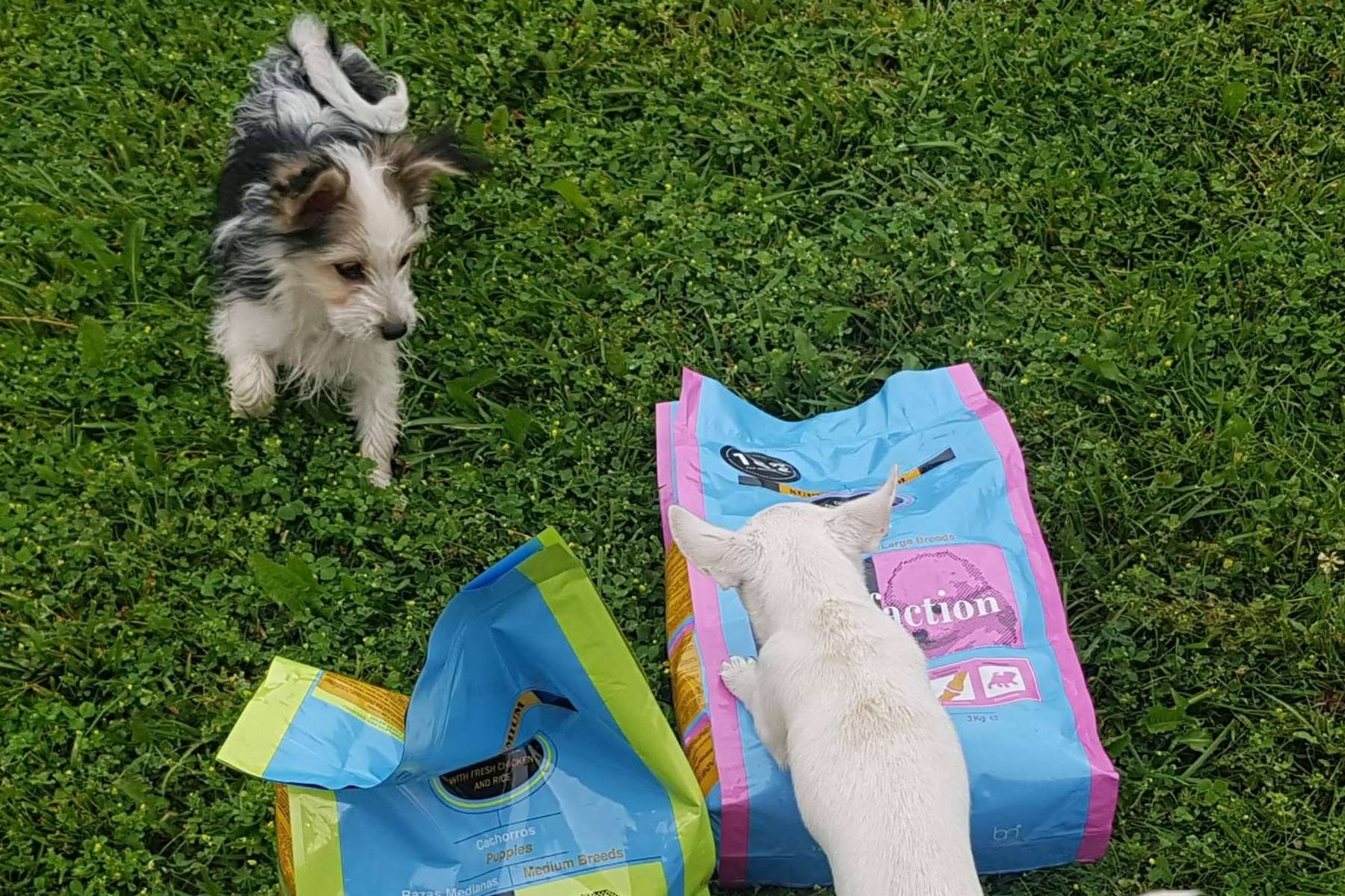 La importancia de garantizar una buena alimentación a los cachorros, por Satisfaction
