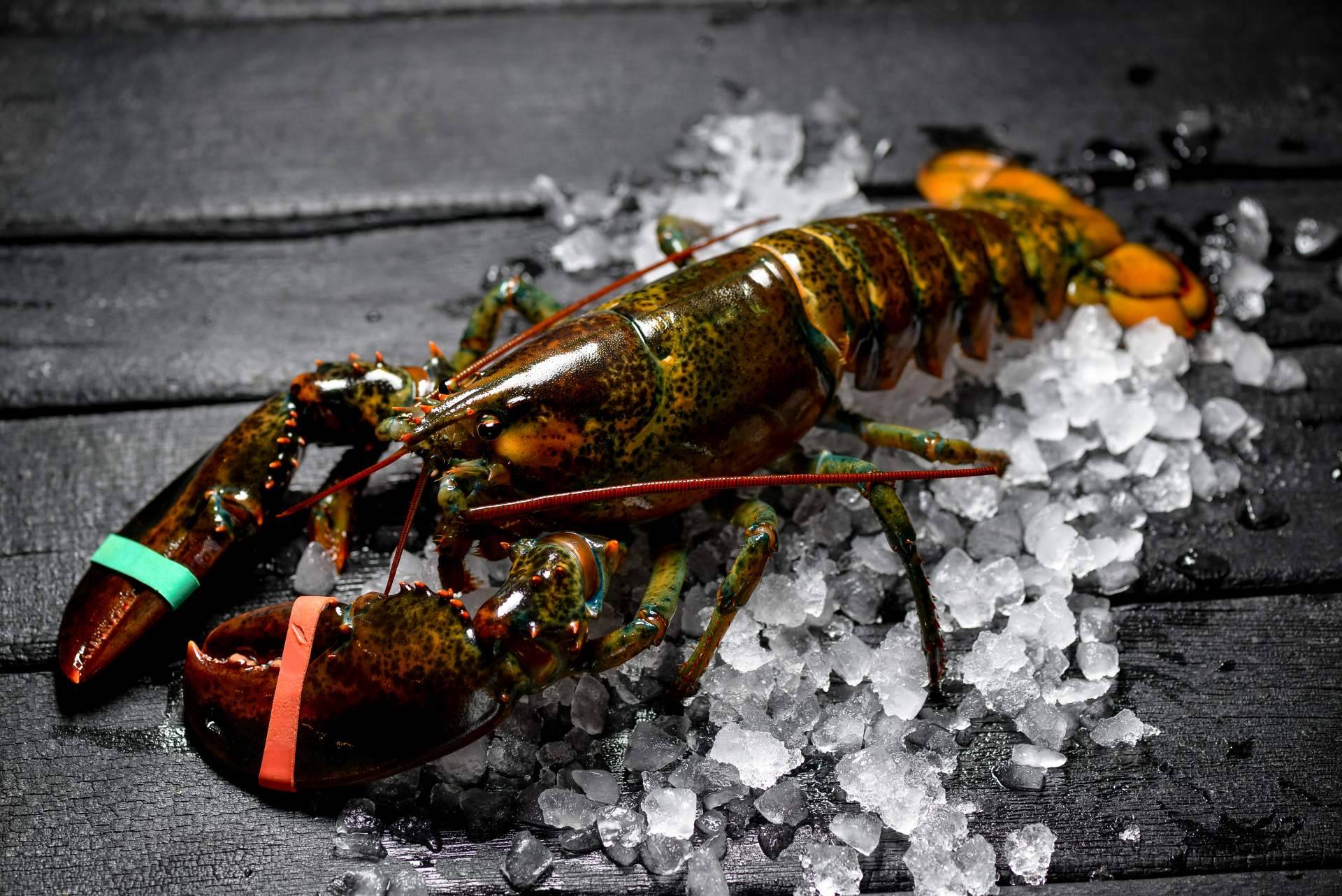 ¿Dónde encontrar bogavante y otros productos del mar de alta calidad? Pescadería Younes Ceuta