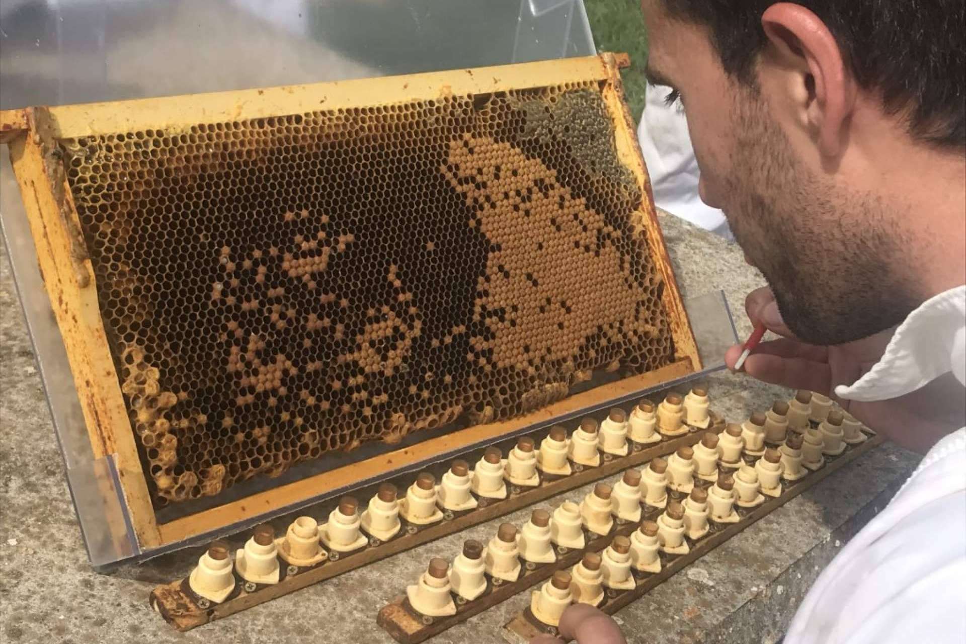 El enfoque en el criadero de abejas reinas de Cursos Apicultura