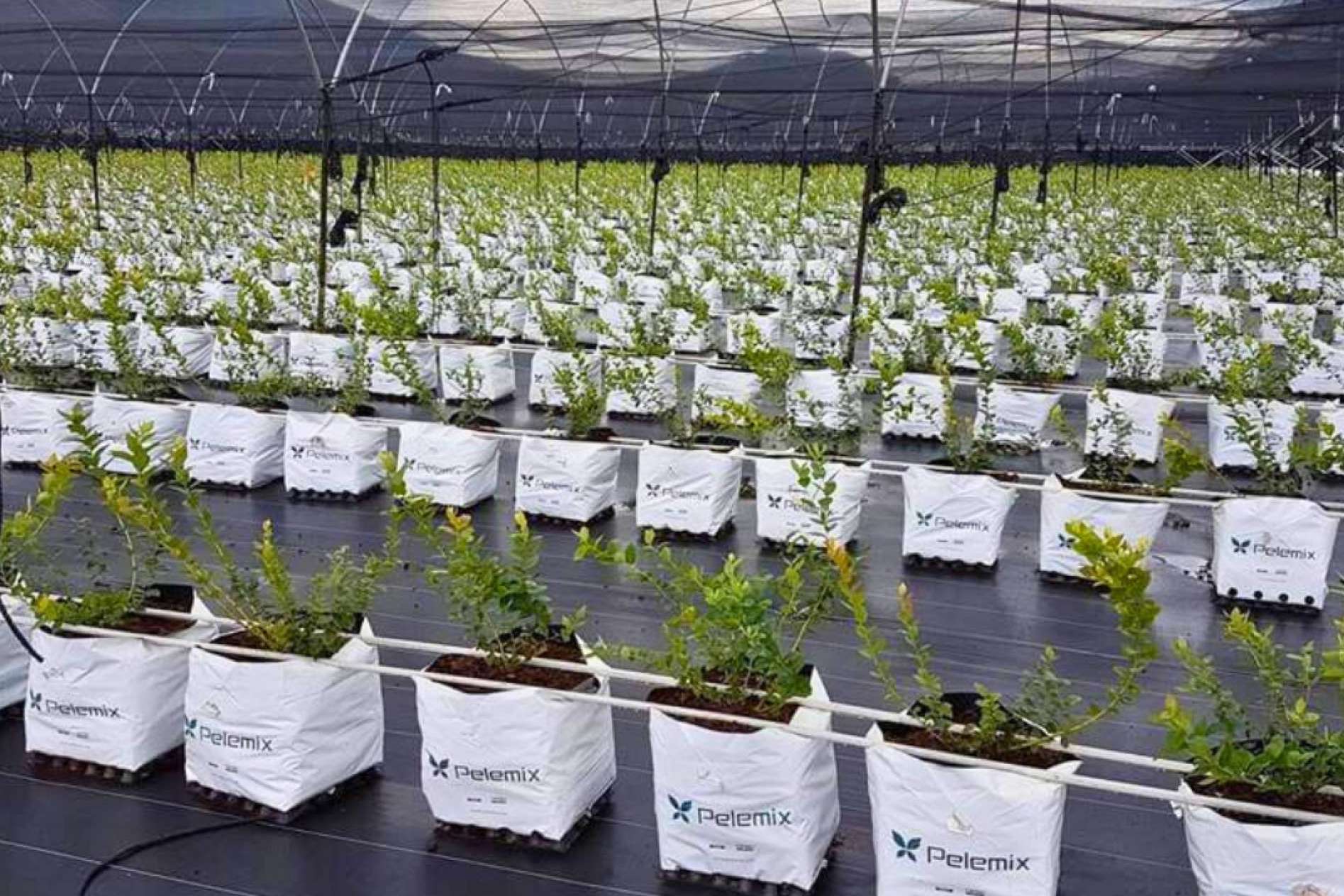 5 criterios más importantes para planificar un invernadero con bolsas de cultivo