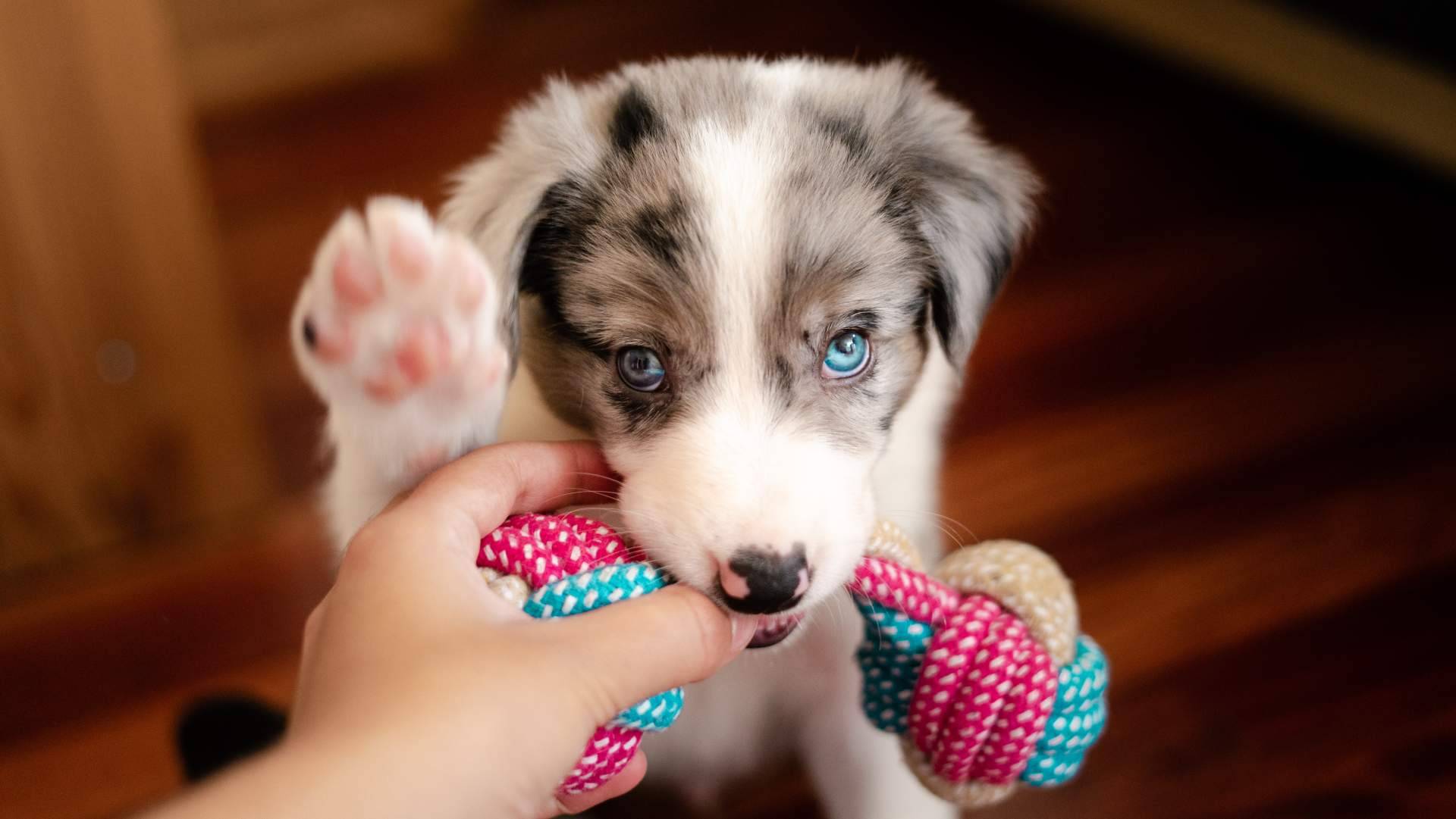 Can Xana proporciona juguetes interactivos para perros