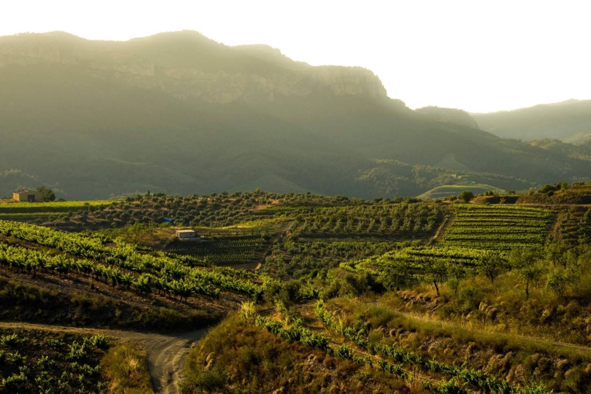Conectar con la naturaleza del Priorat de la mano de Terra Dominicata