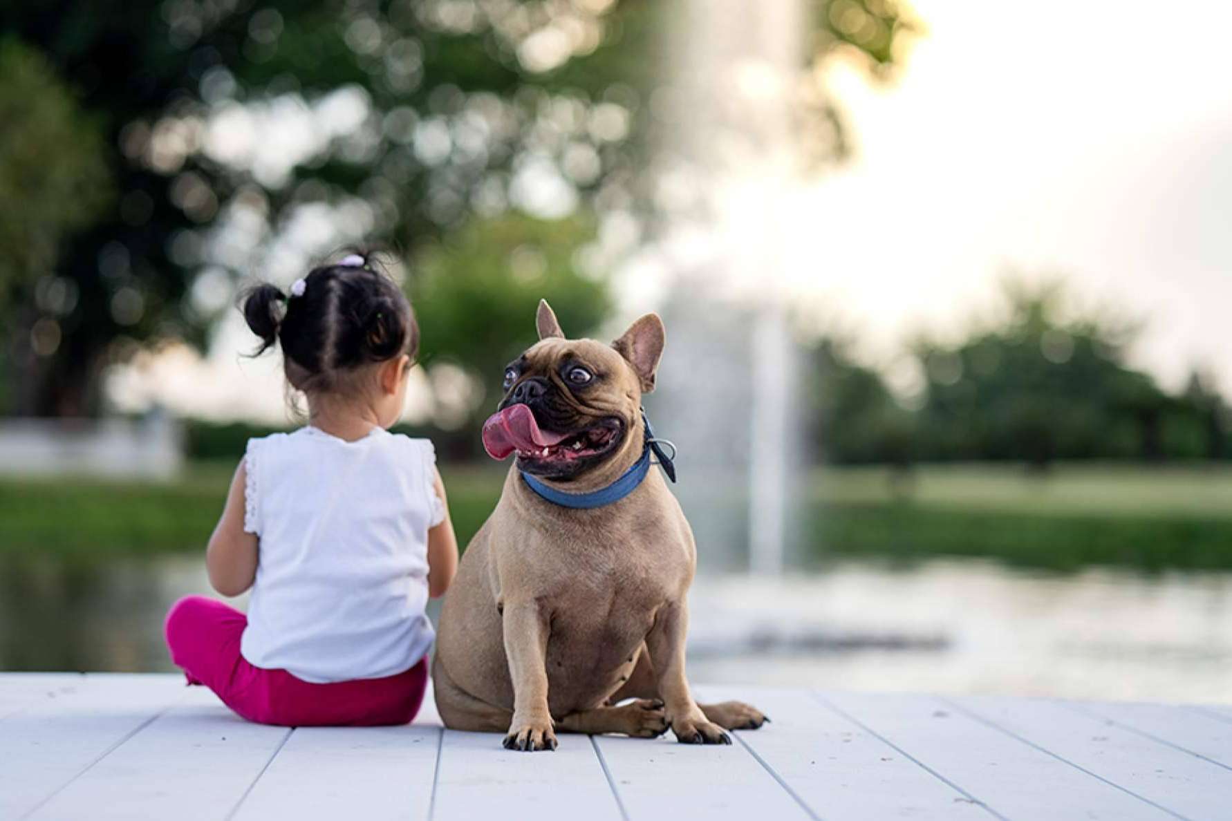La Ley de Bienestar Animal incentiva la contratación de seguros para perros
