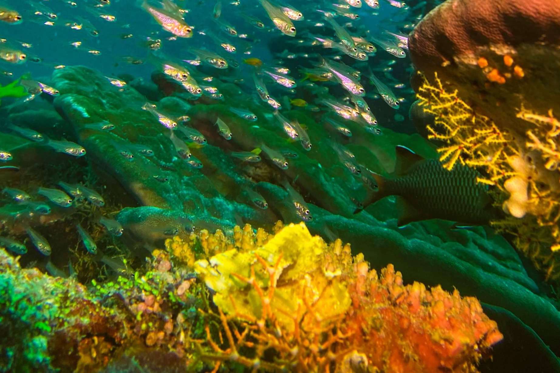 Drop Dive Maldives ofrece descubrir la vida marina de Rasdhoo