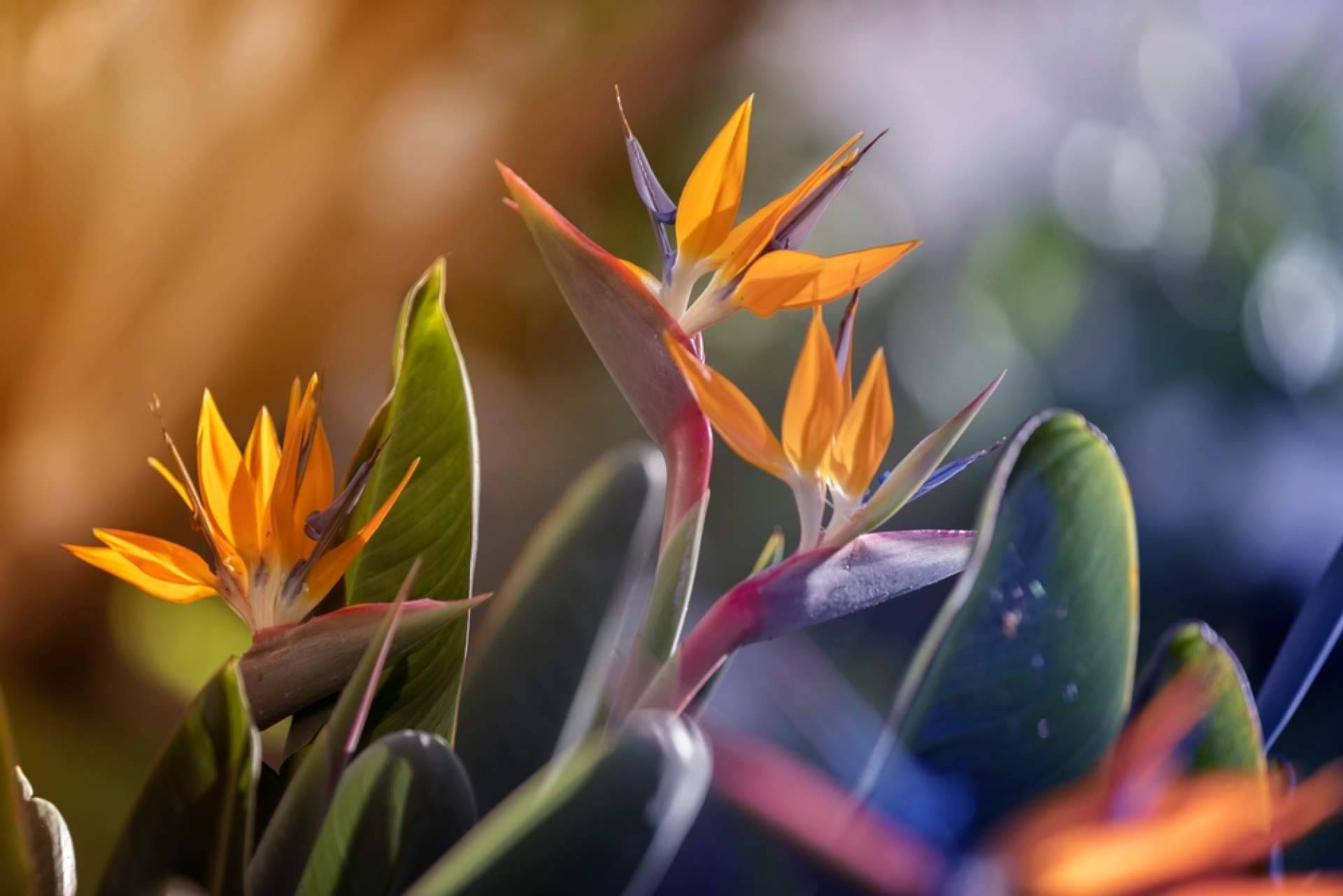 ¿Por qué optar por las flores tropicales?, con los especialistas en ramos y plantas de Rosistirem